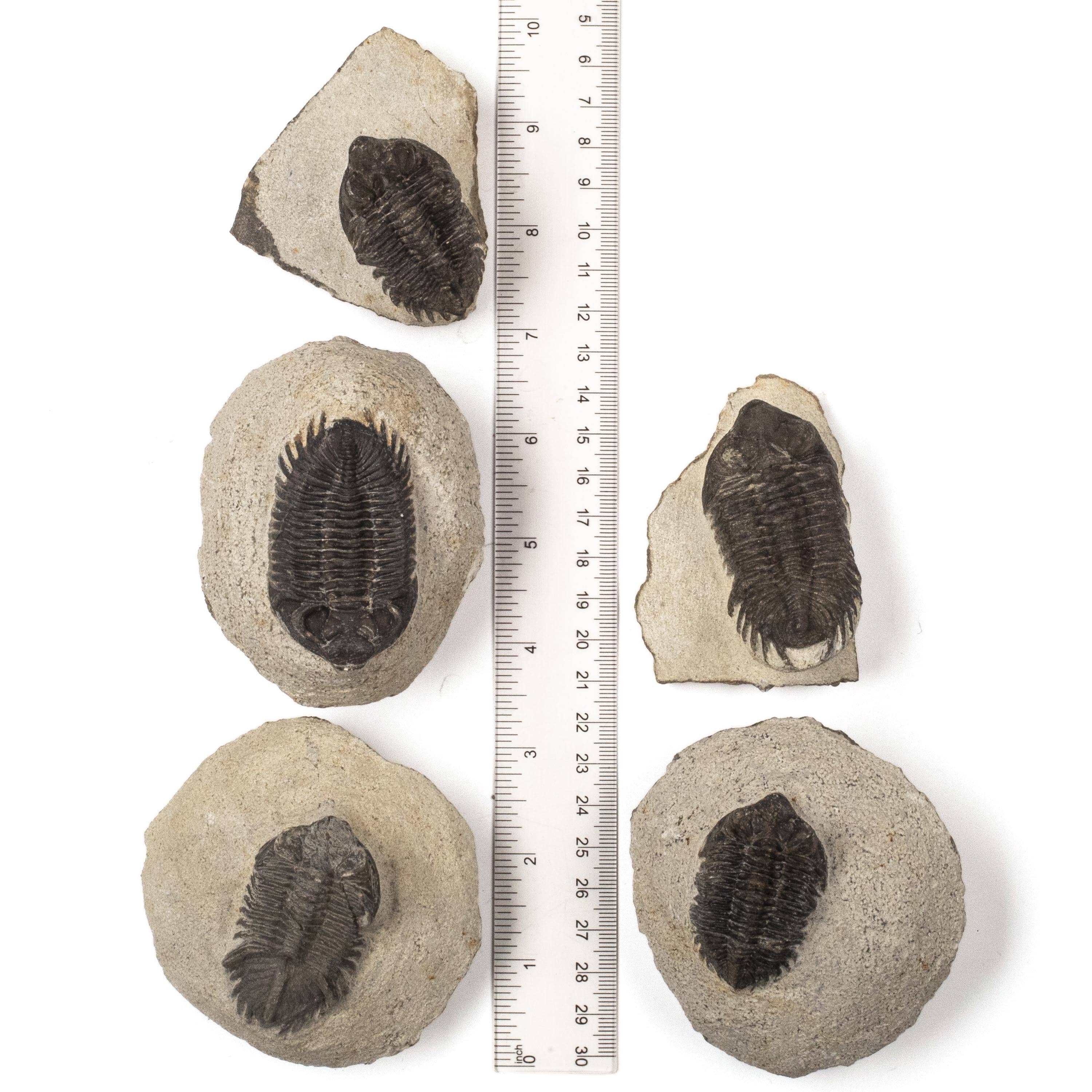 Kalifano Fossils & Minerals TR200 - Trilobite - Morocco TR200
