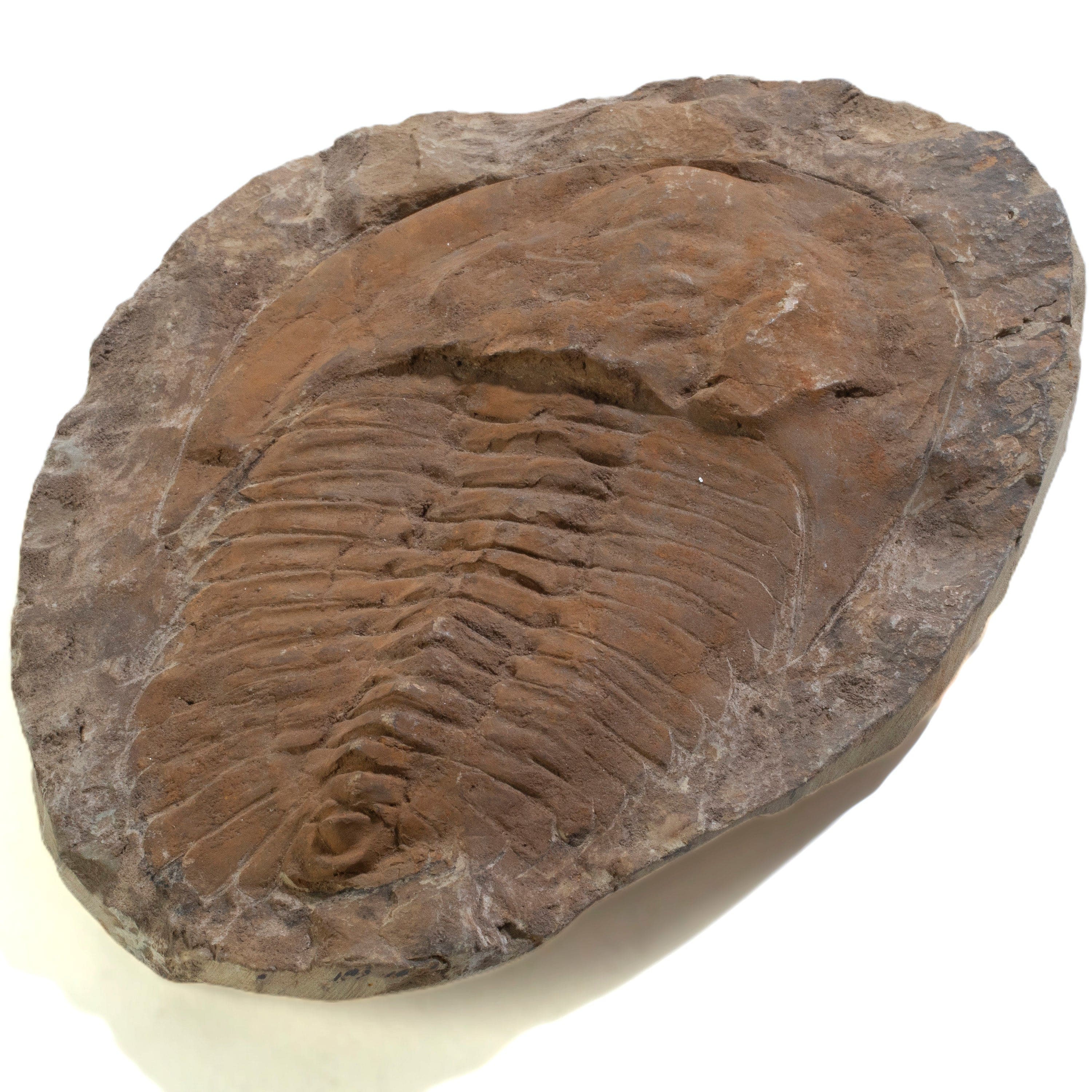 Kalifano Fossils & Minerals Trilobite (Order Ptychopariida) in Matrix from Morocco TR2400-PT