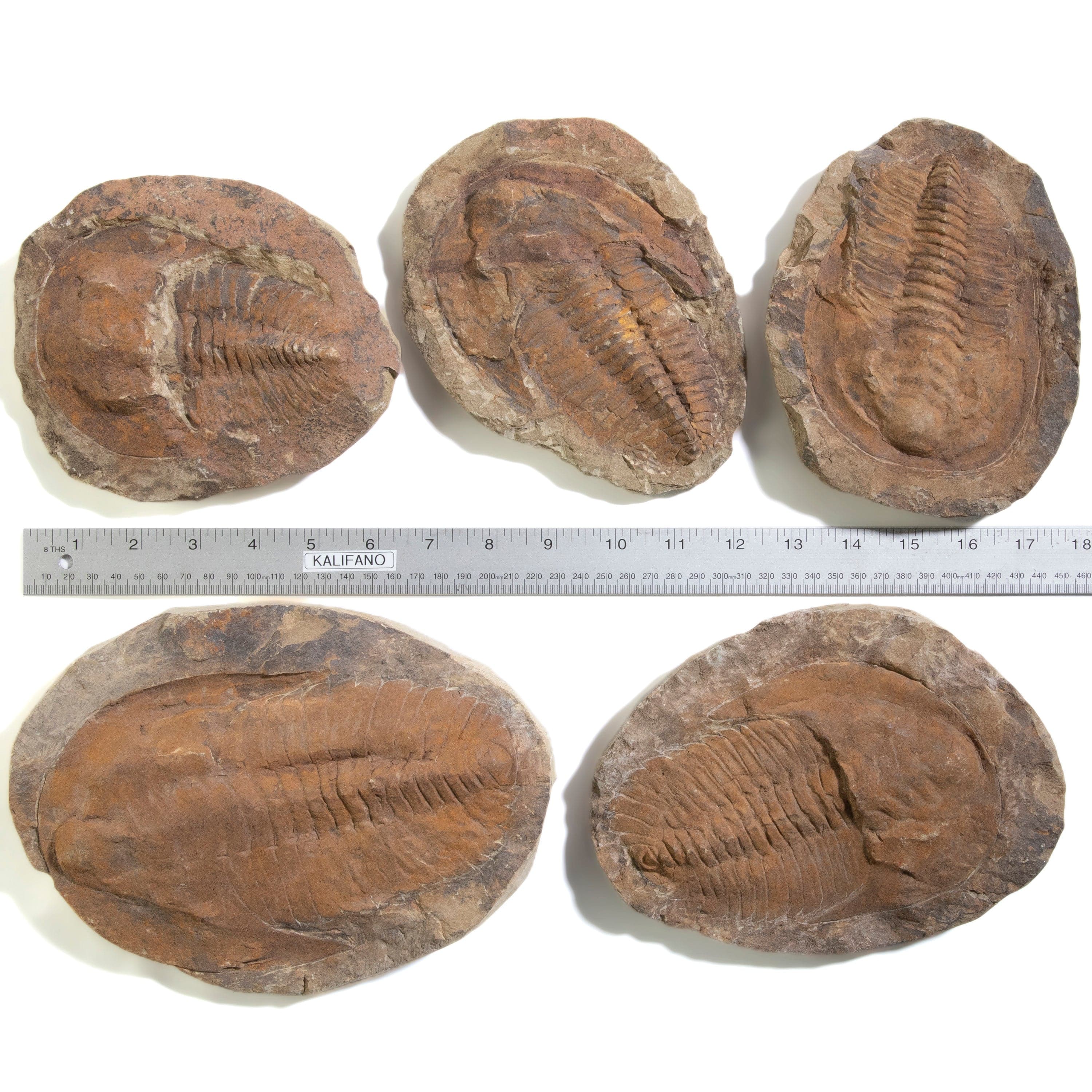 Kalifano Fossils & Minerals Trilobite (Order Ptychopariida) in Matrix from Morocco TR2400-PT
