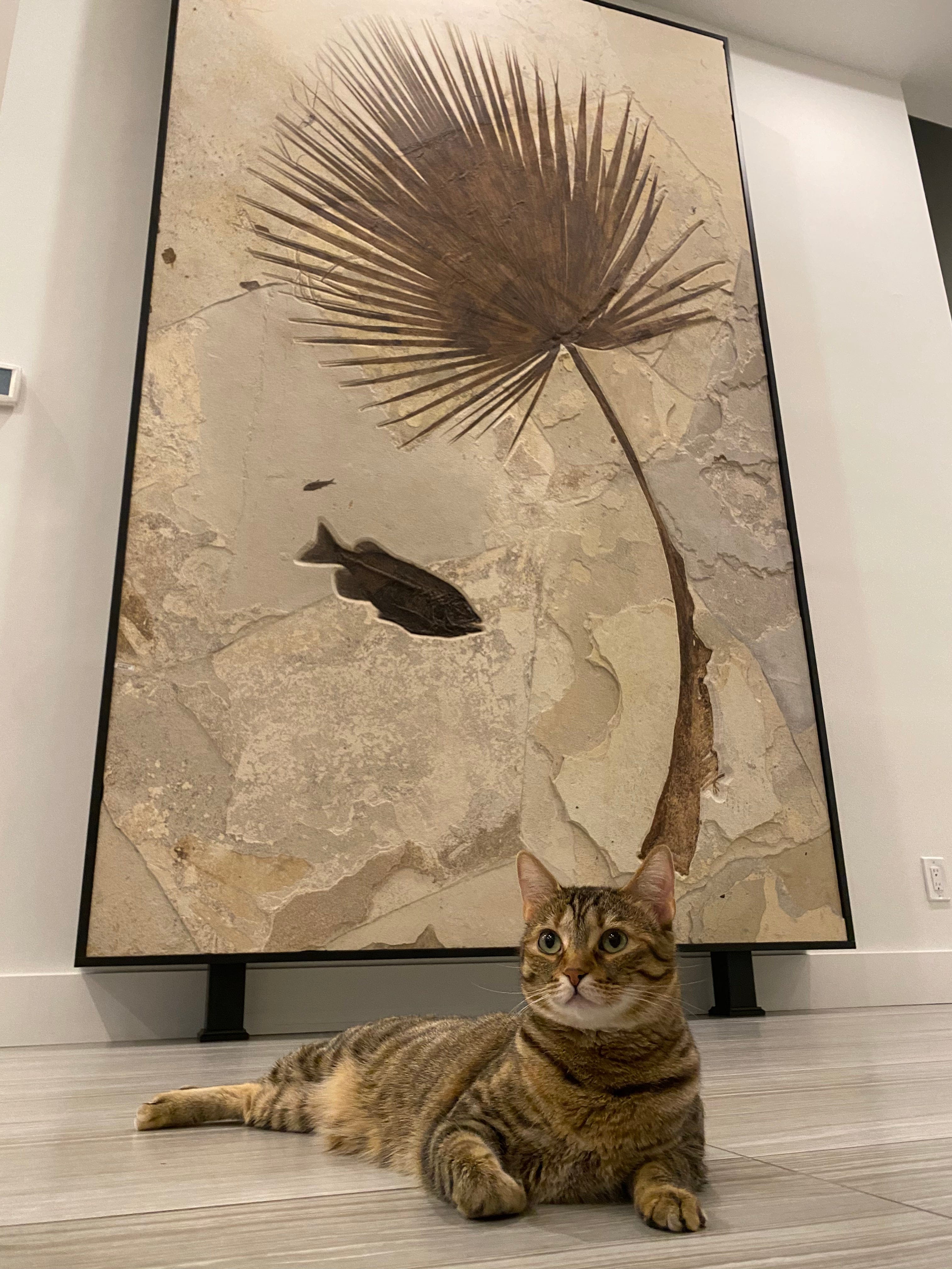 Kalifano Green River Fossil FF196000.001 - Fossilized Palm leaf- Wyoming 120" x 84" FF196000.001