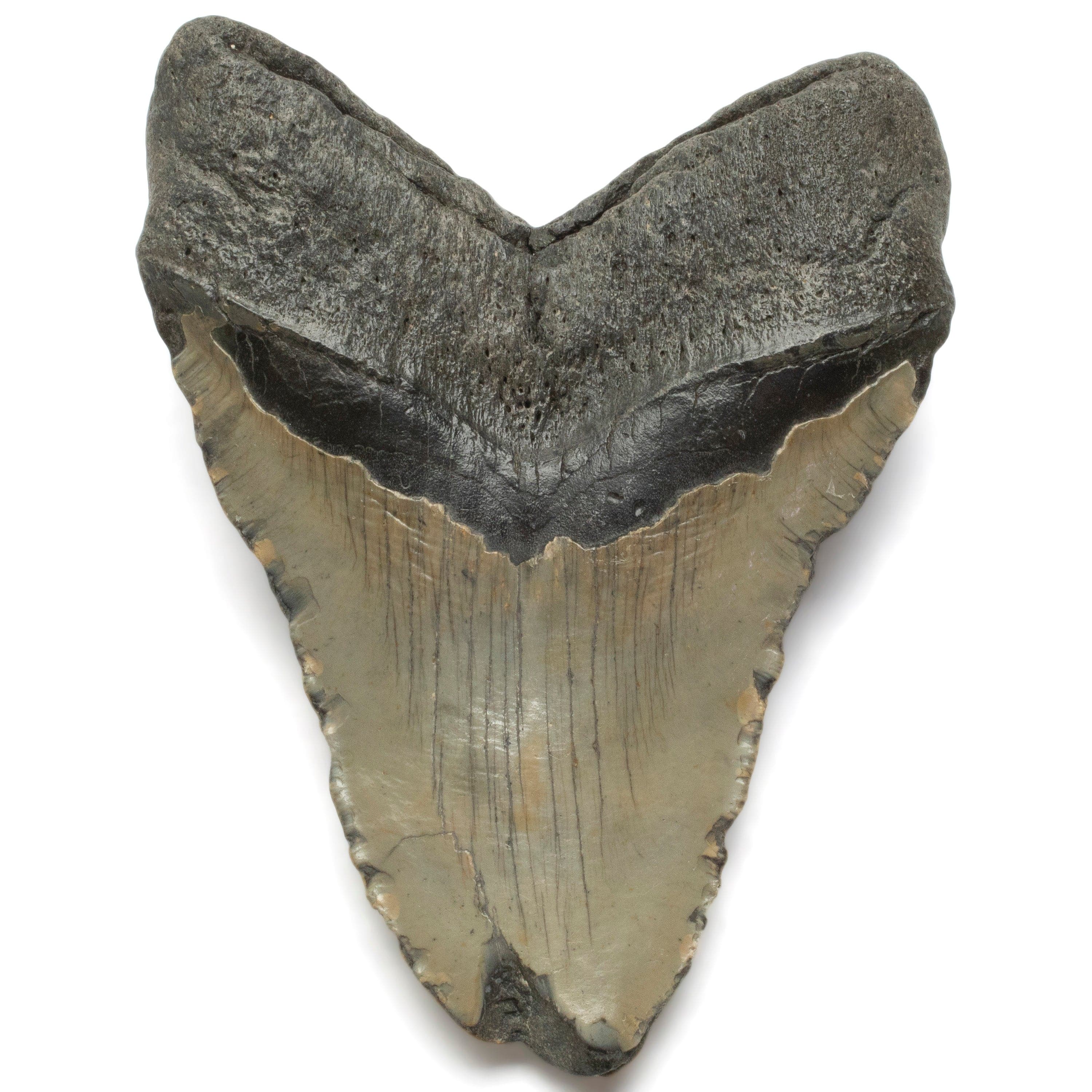 Kalifano Megalodon Teeth Megalodon Tooth from South Carolina - 3.4" ST2000.128