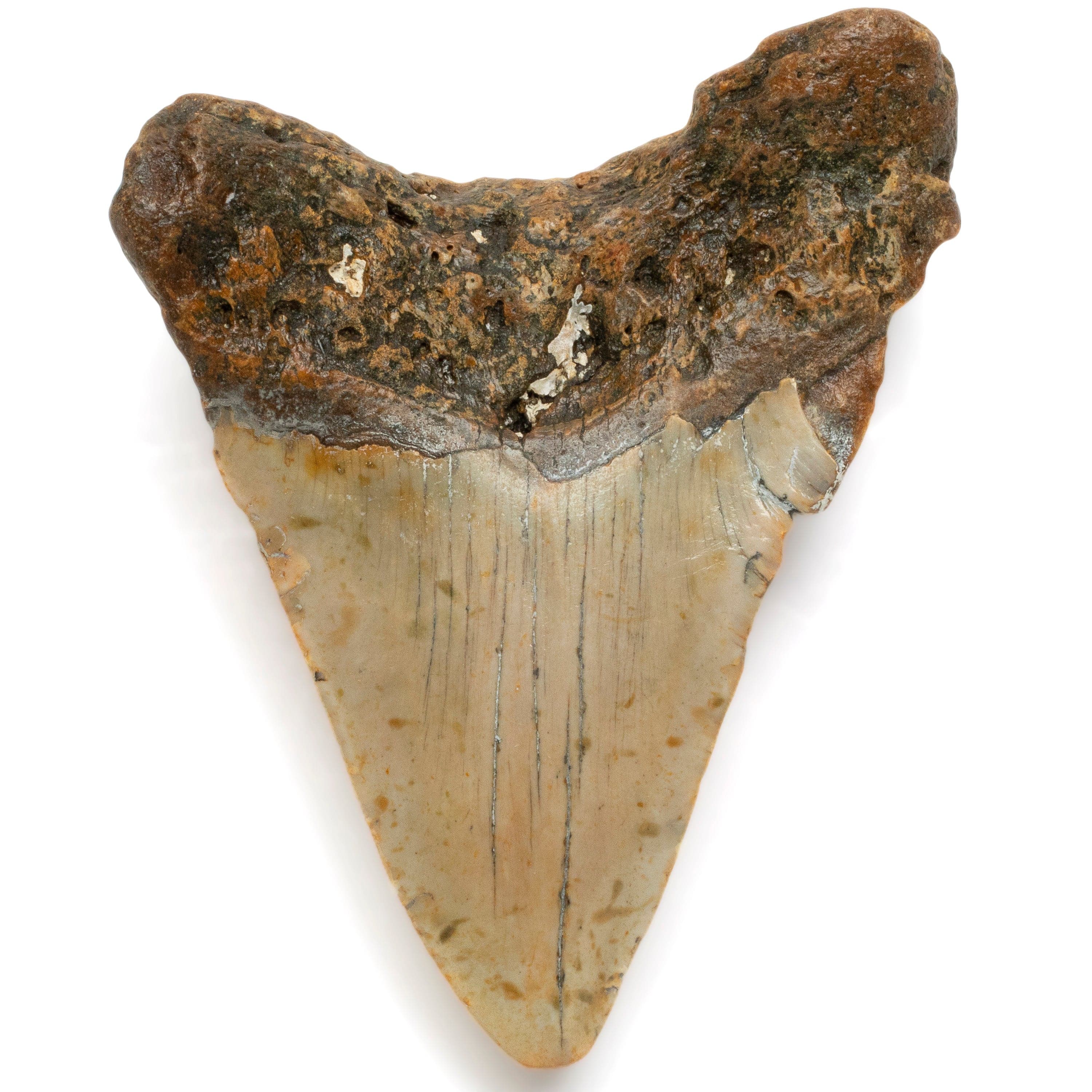 Kalifano Megalodon Teeth Megalodon Tooth from South Carolina - 4.1" ST1000.062