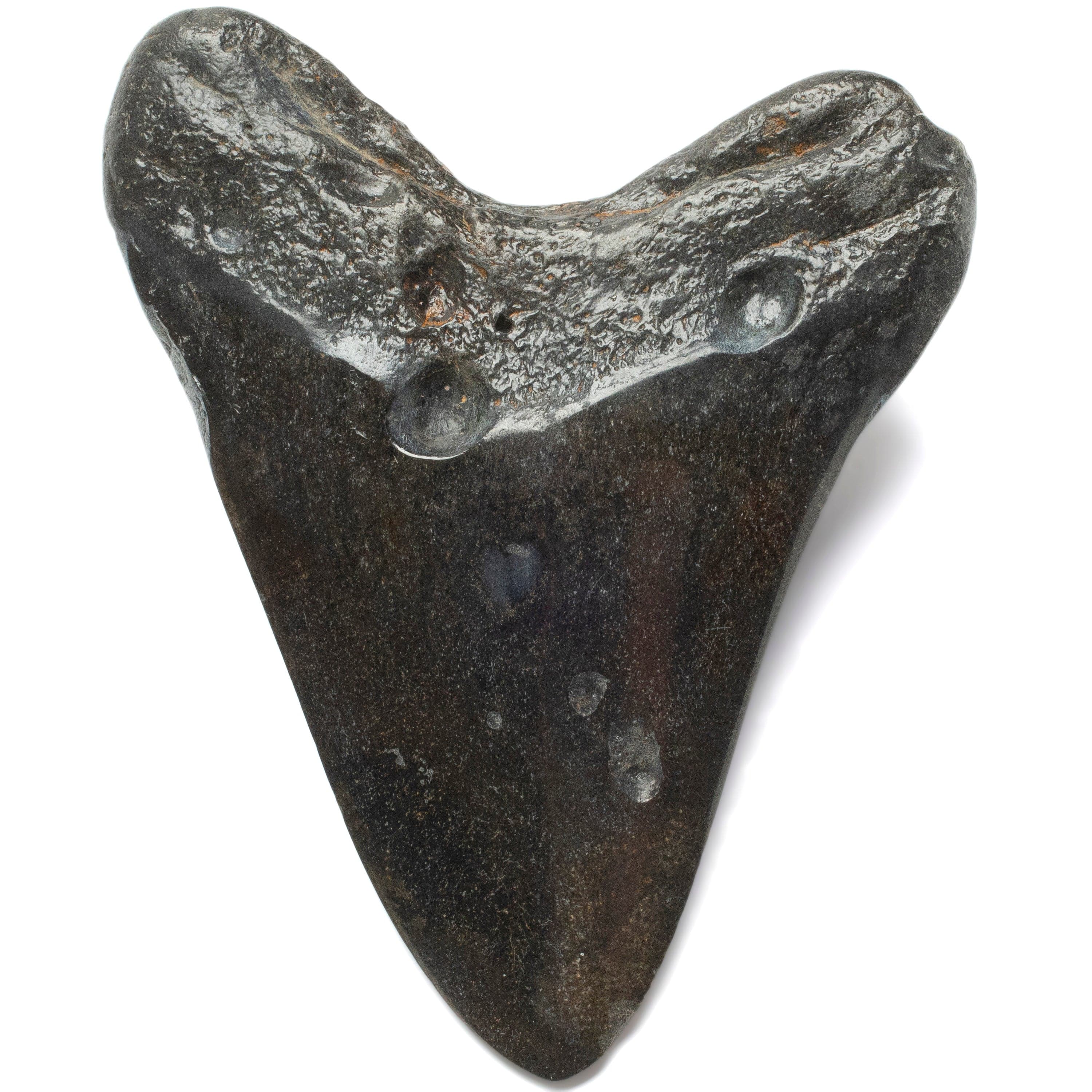 Kalifano Megalodon Teeth Megalodon Tooth from South Carolina - 4.1" ST2000.098