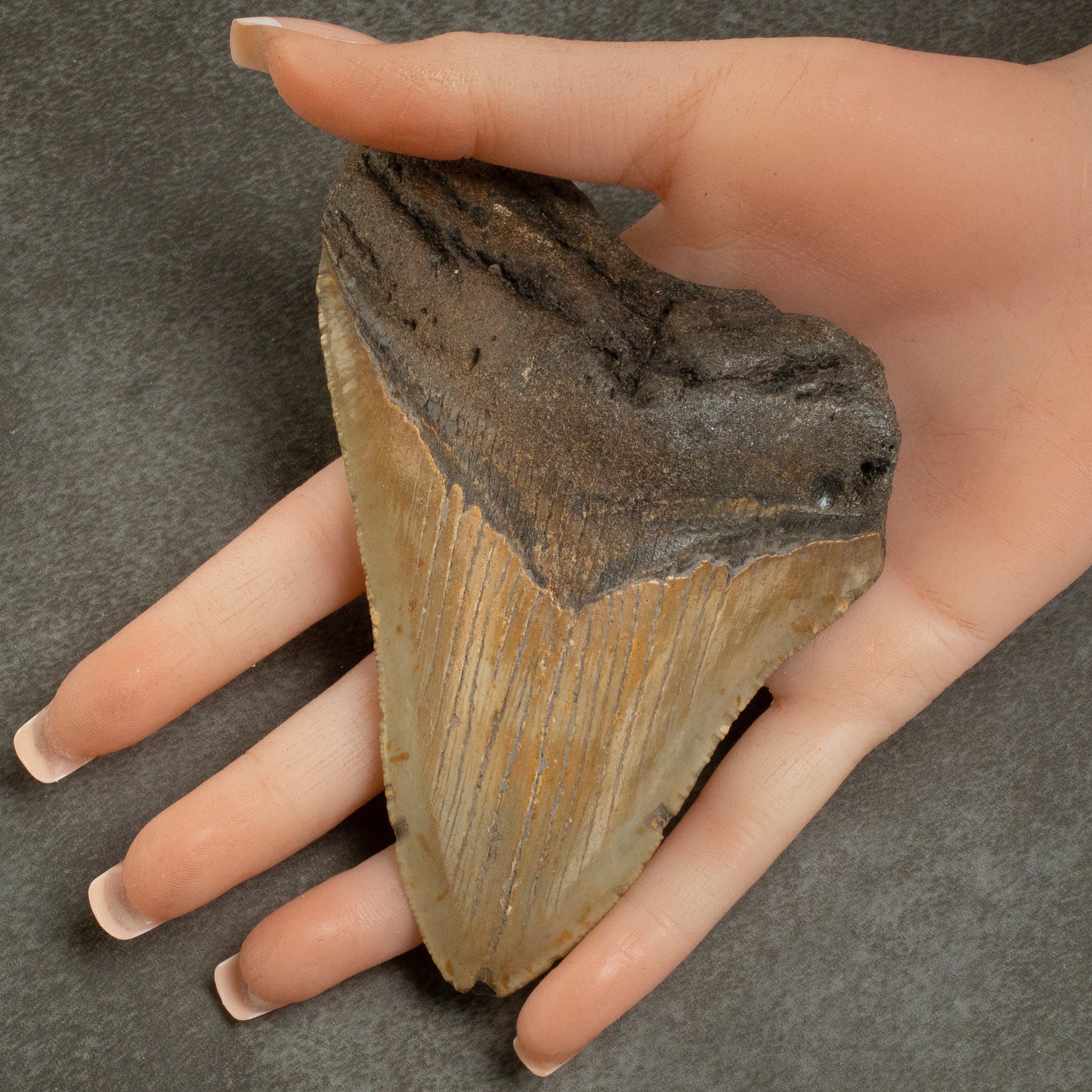 Kalifano Megalodon Teeth Megalodon Tooth from South Carolina - 4.7" ST1500.005