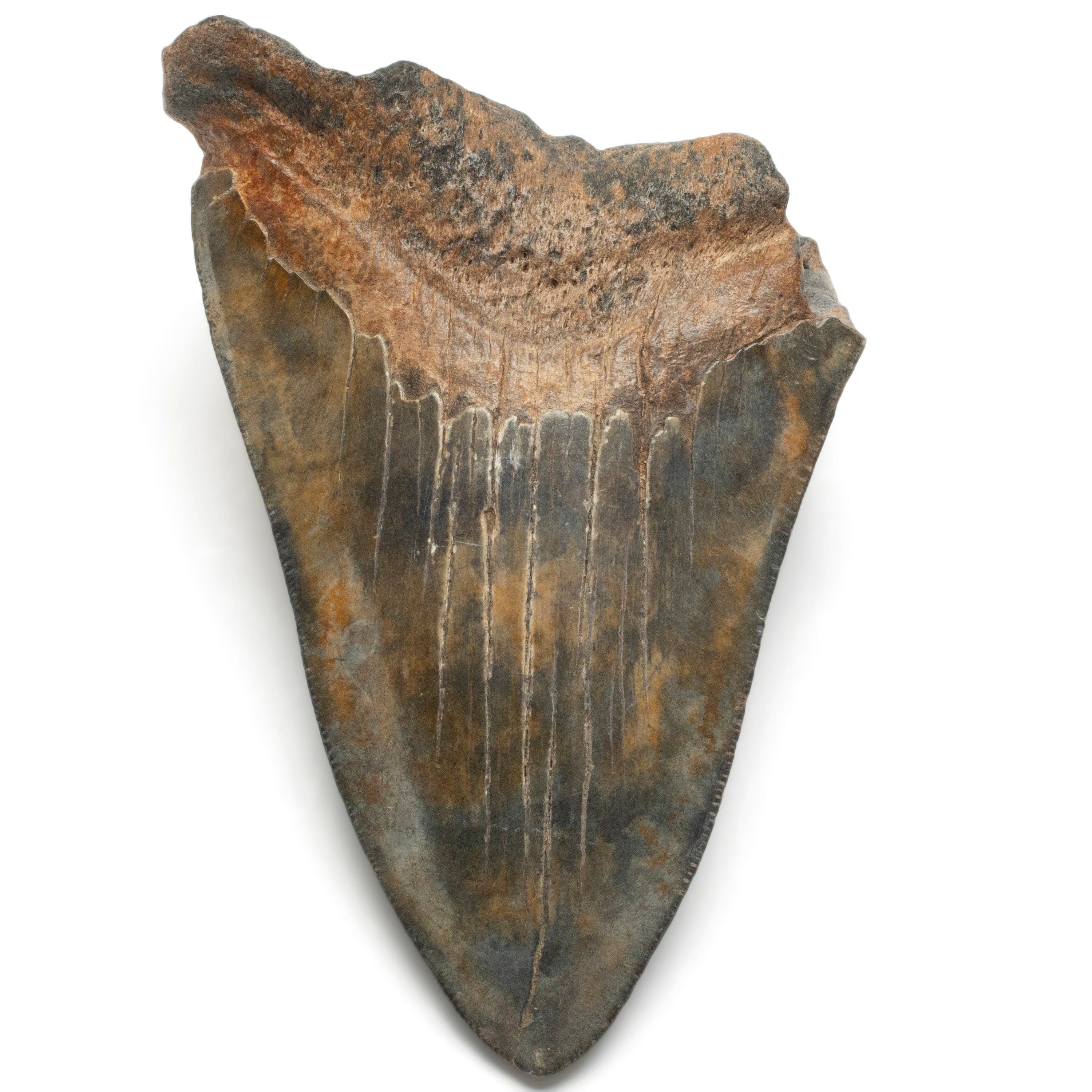 Kalifano Megalodon Teeth Megalodon Tooth from South Carolina - 4.8" ST1900.002