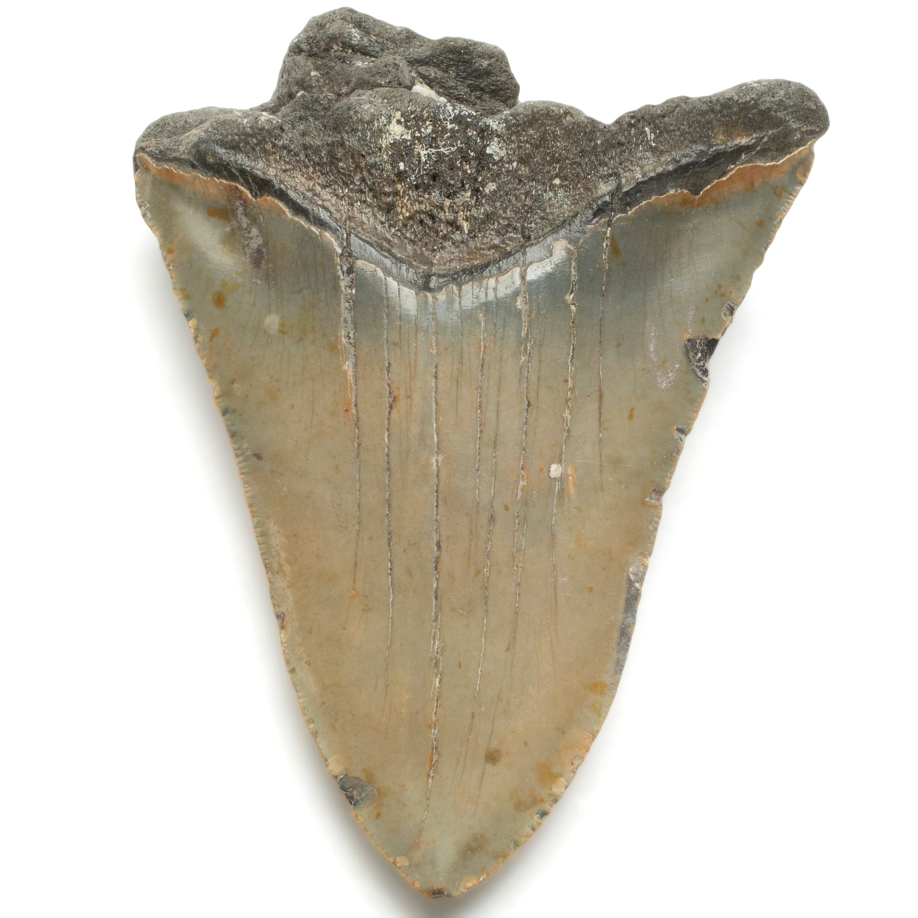 Kalifano Megalodon Teeth Megalodon Tooth from South Carolina - 4.9" ST2100.002