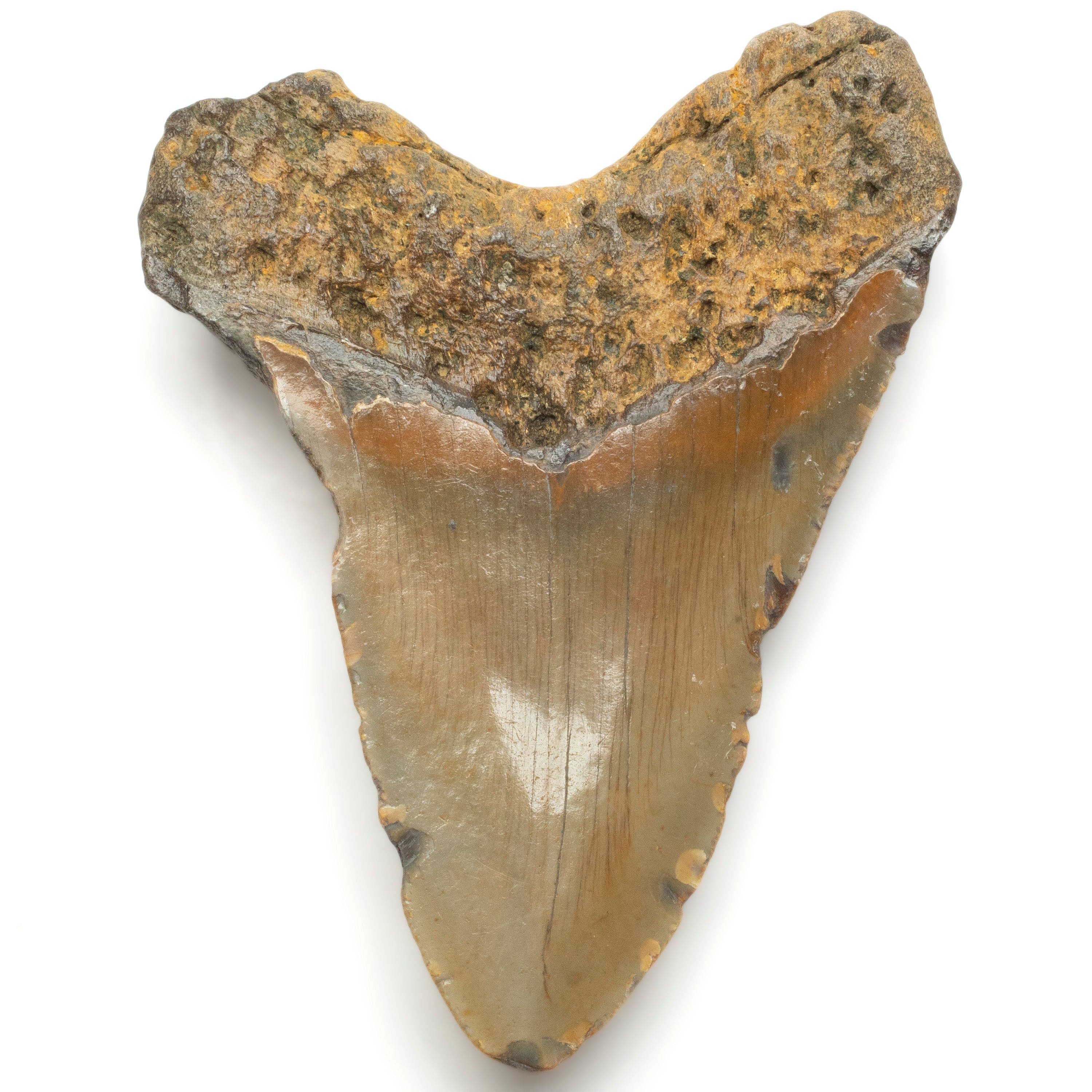 Kalifano Megalodon Teeth Megalodon Tooth from South Carolina - 5.0" ST1300.001