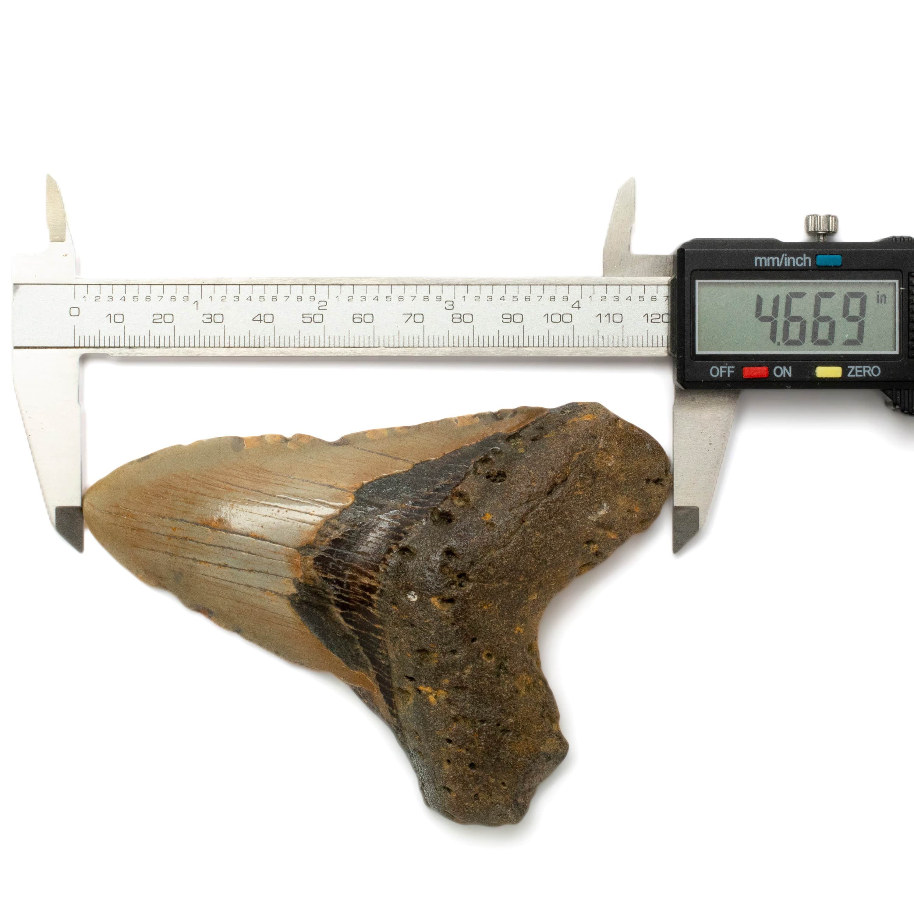 Kalifano Megalodon Teeth Megalodon Tooth from South Carolina - 5.0" ST1300.001