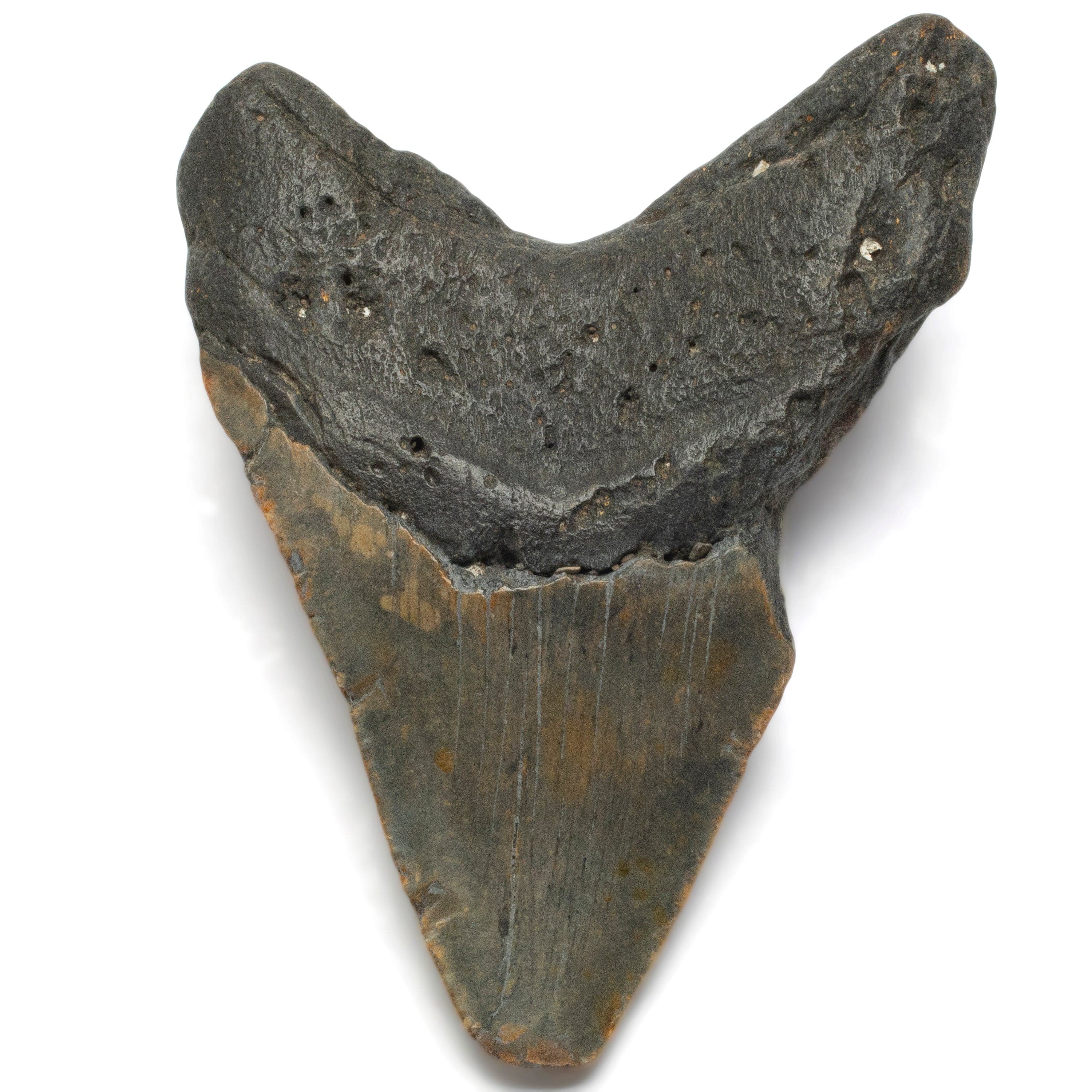 Kalifano Megalodon Teeth Megalodon Tooth from South Carolina - 5.0" ST1900.001