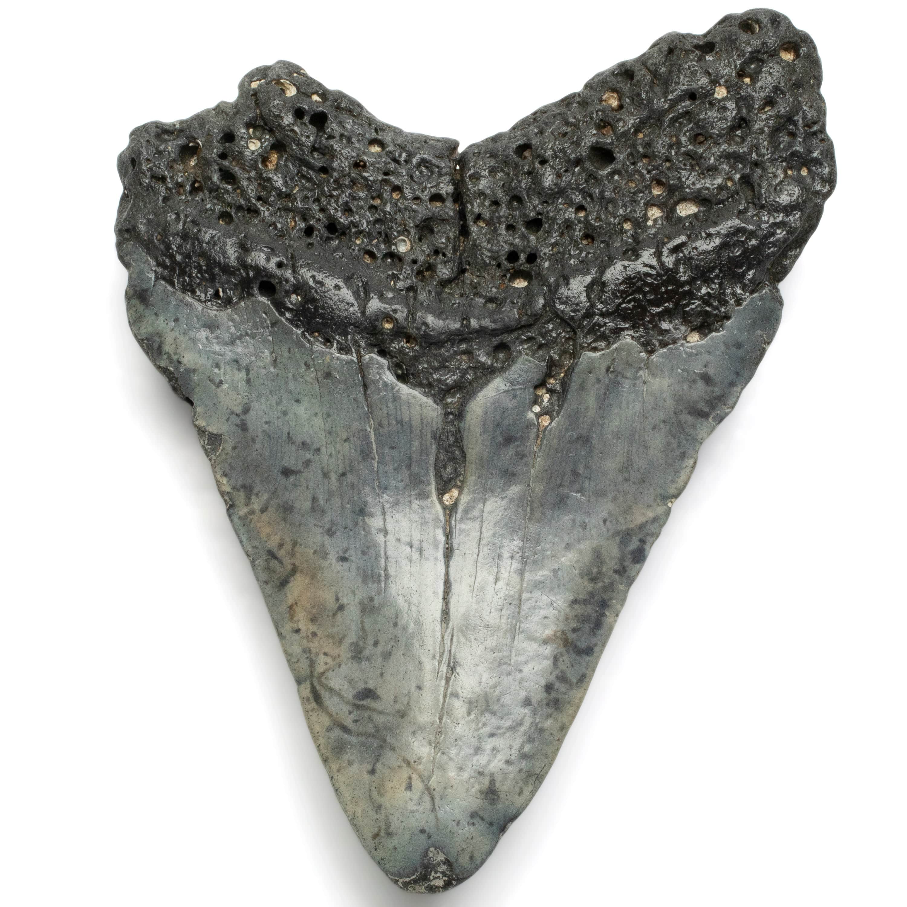 Kalifano Megalodon Teeth Megalodon Tooth from South Carolina - 5.5" ST1600.060