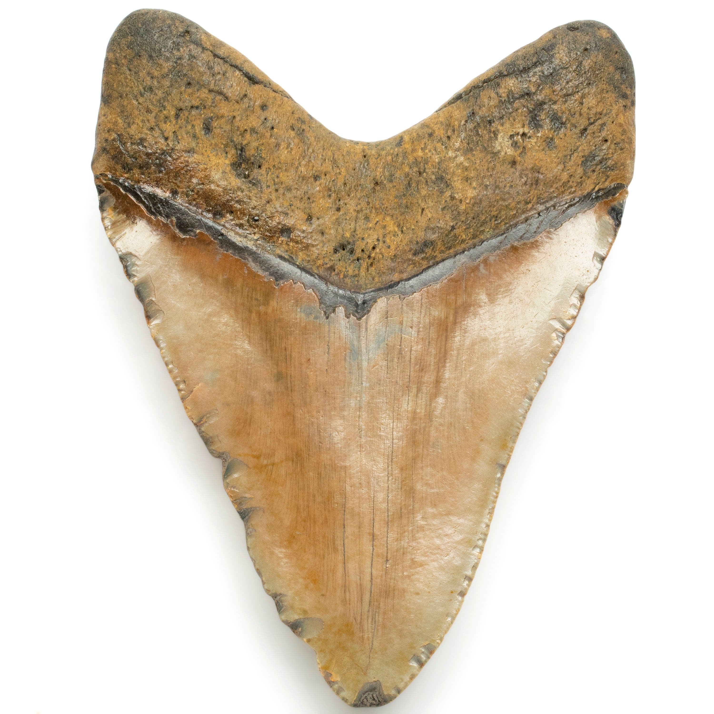 Kalifano Megalodon Teeth Megalodon Tooth from South Carolina - 5.6" ST1900.005