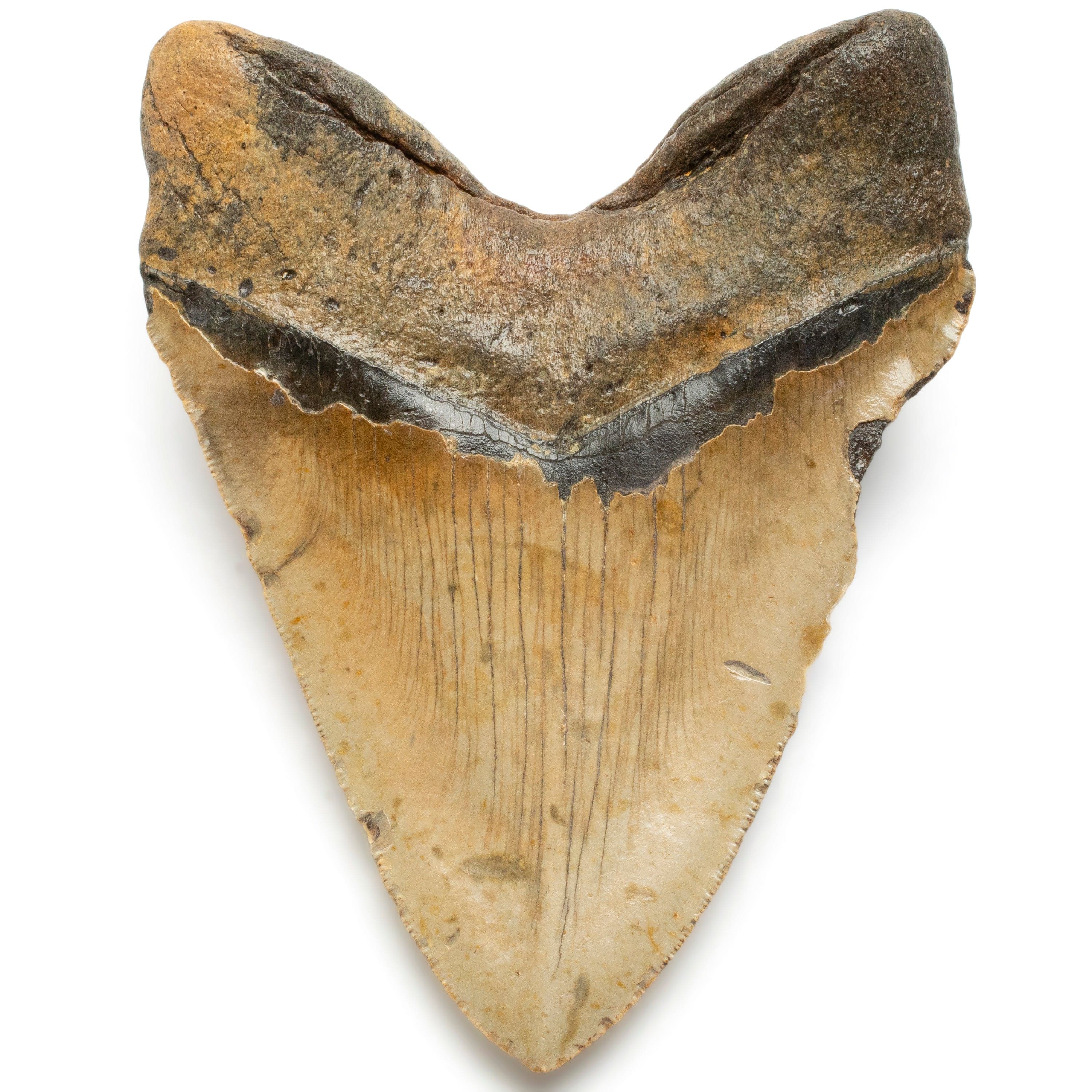 Kalifano Megalodon Teeth Megalodon Tooth from South Carolina - 5.6" ST2100.008