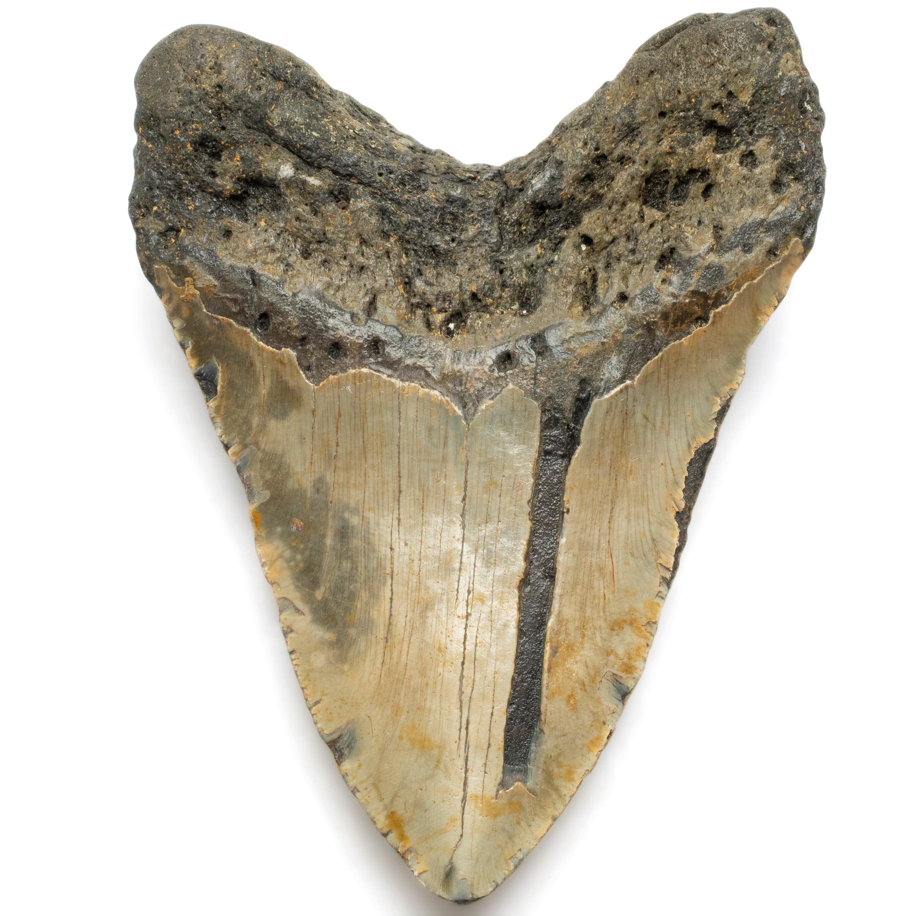 Kalifano Megalodon Teeth Megalodon Tooth from South Carolina - 5.6" ST2200.002