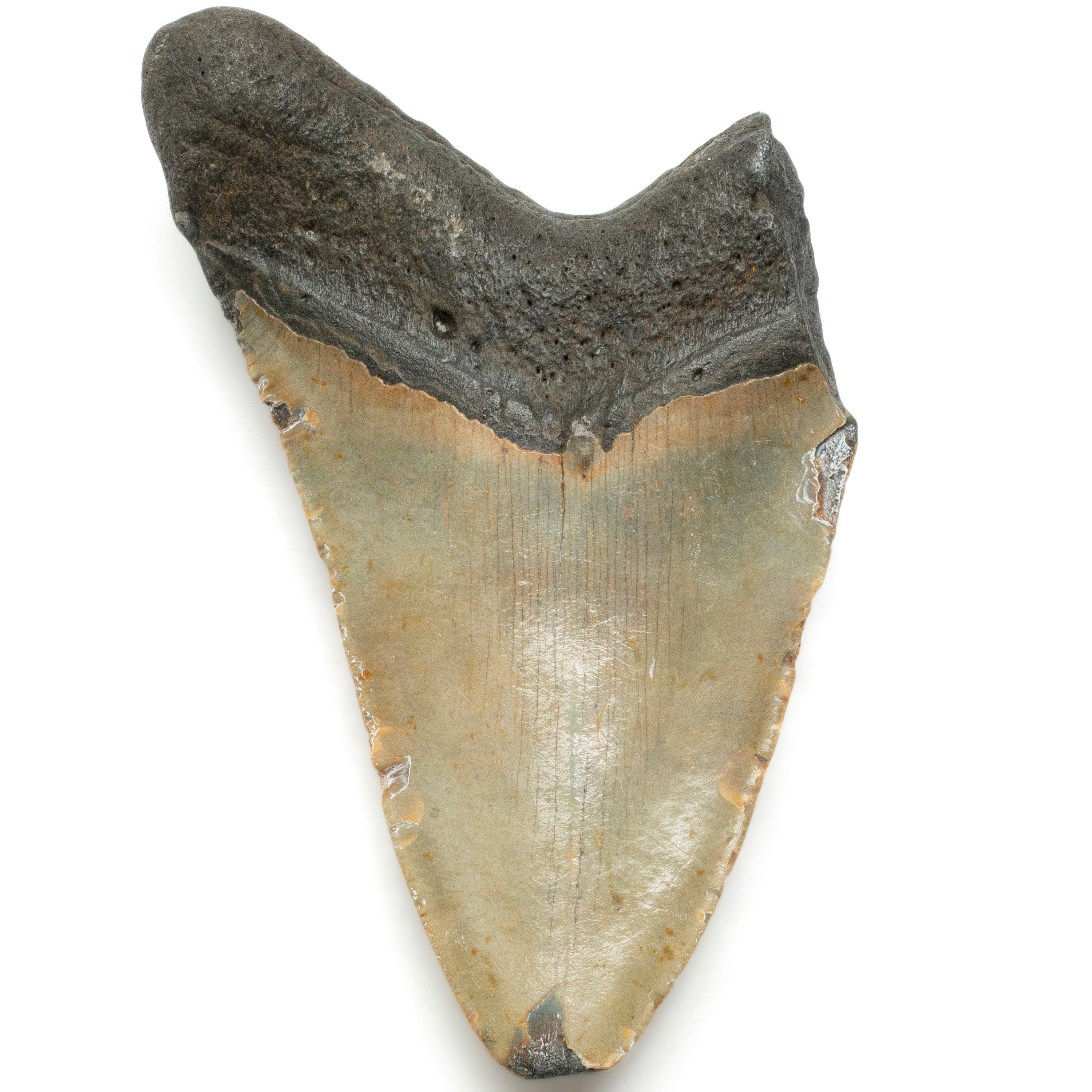 Kalifano Megalodon Teeth Megalodon Tooth from South Carolina - 5.7" ST2200.001