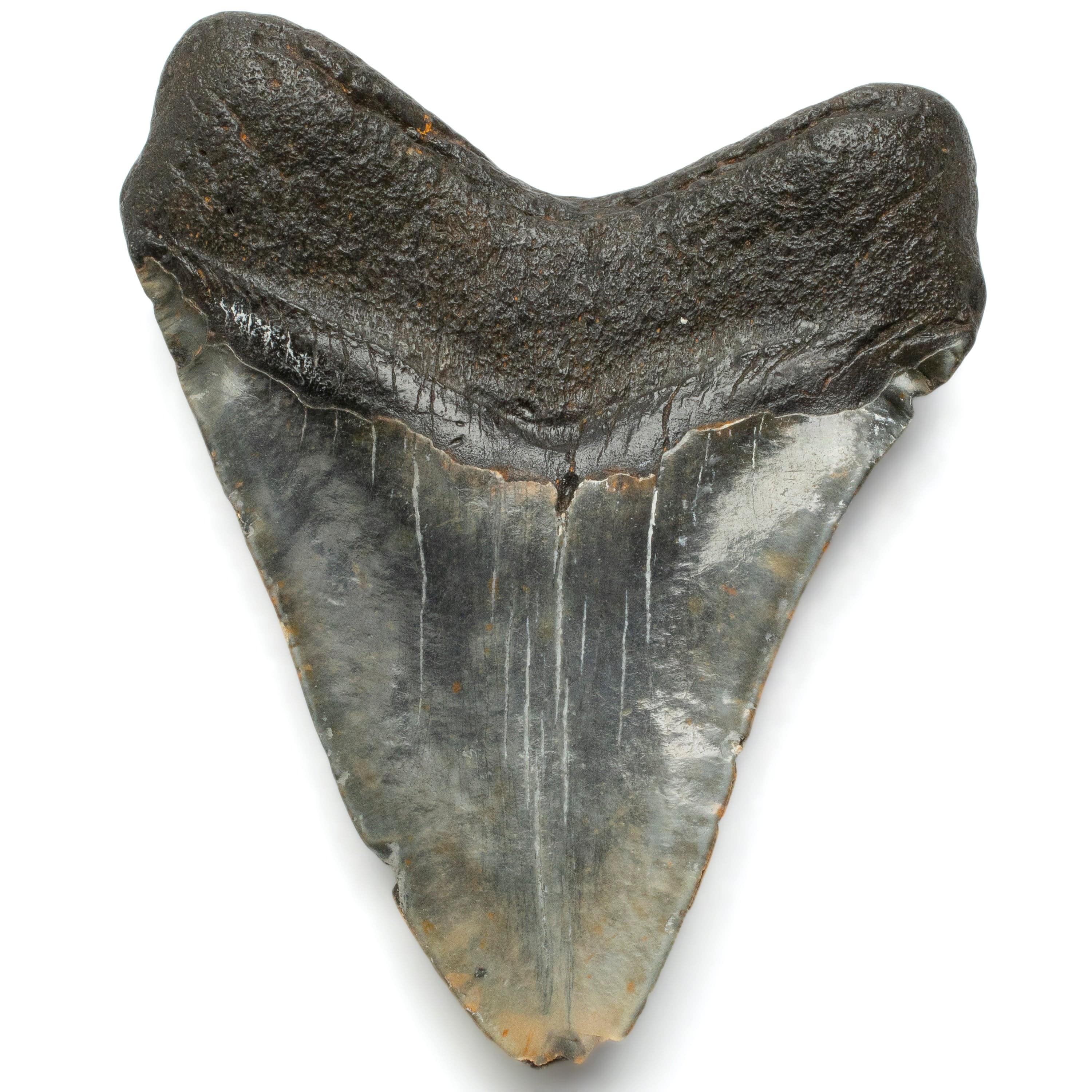Kalifano Megalodon Teeth Megalodon Tooth from South Carolina - 5.7" ST2400.019
