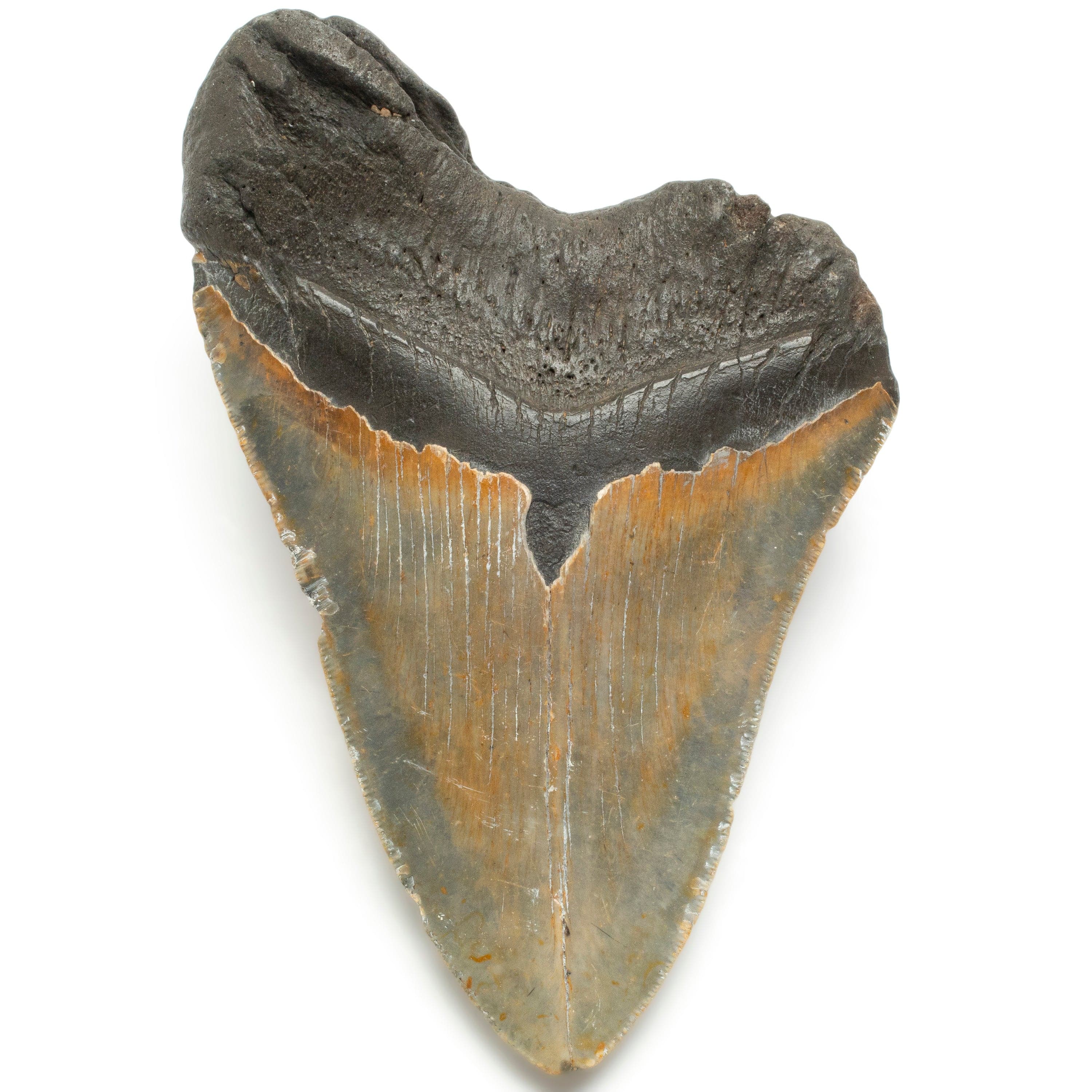 Kalifano Megalodon Teeth Megalodon Tooth from South Carolina - 5.7" ST2500.002