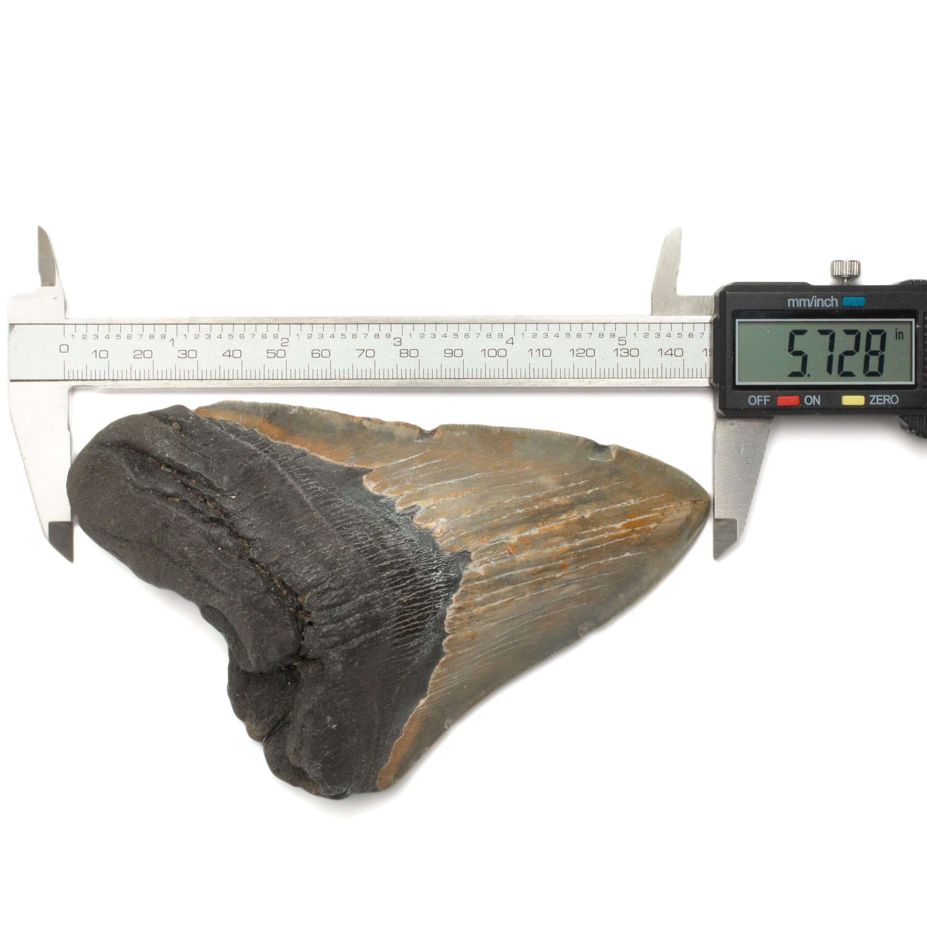 Kalifano Megalodon Teeth Megalodon Tooth from South Carolina - 5.7" ST2500.002