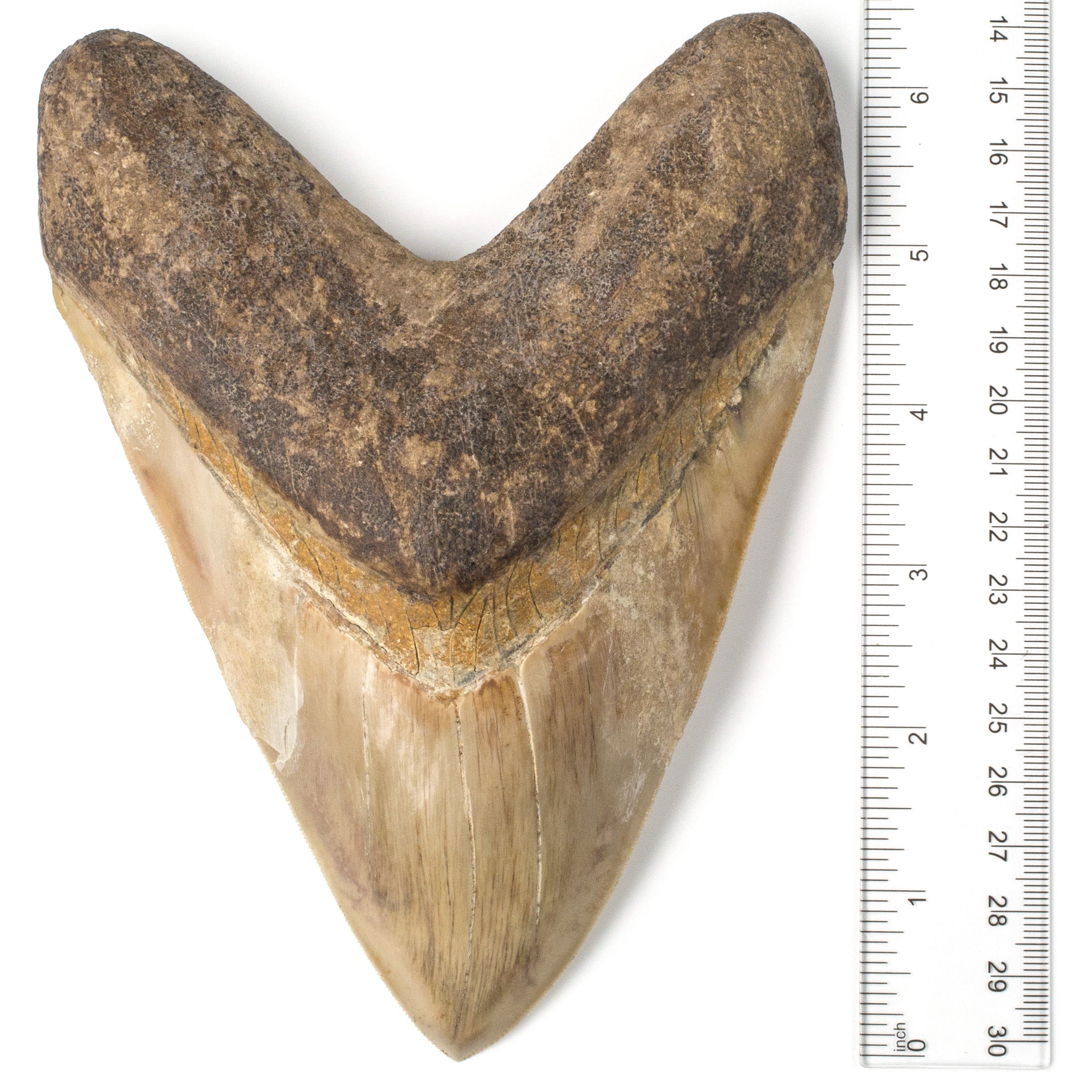 Kalifano Megalodon Teeth Natural Megalodon Tooth from Indonesia - 6.5" ST25000.002