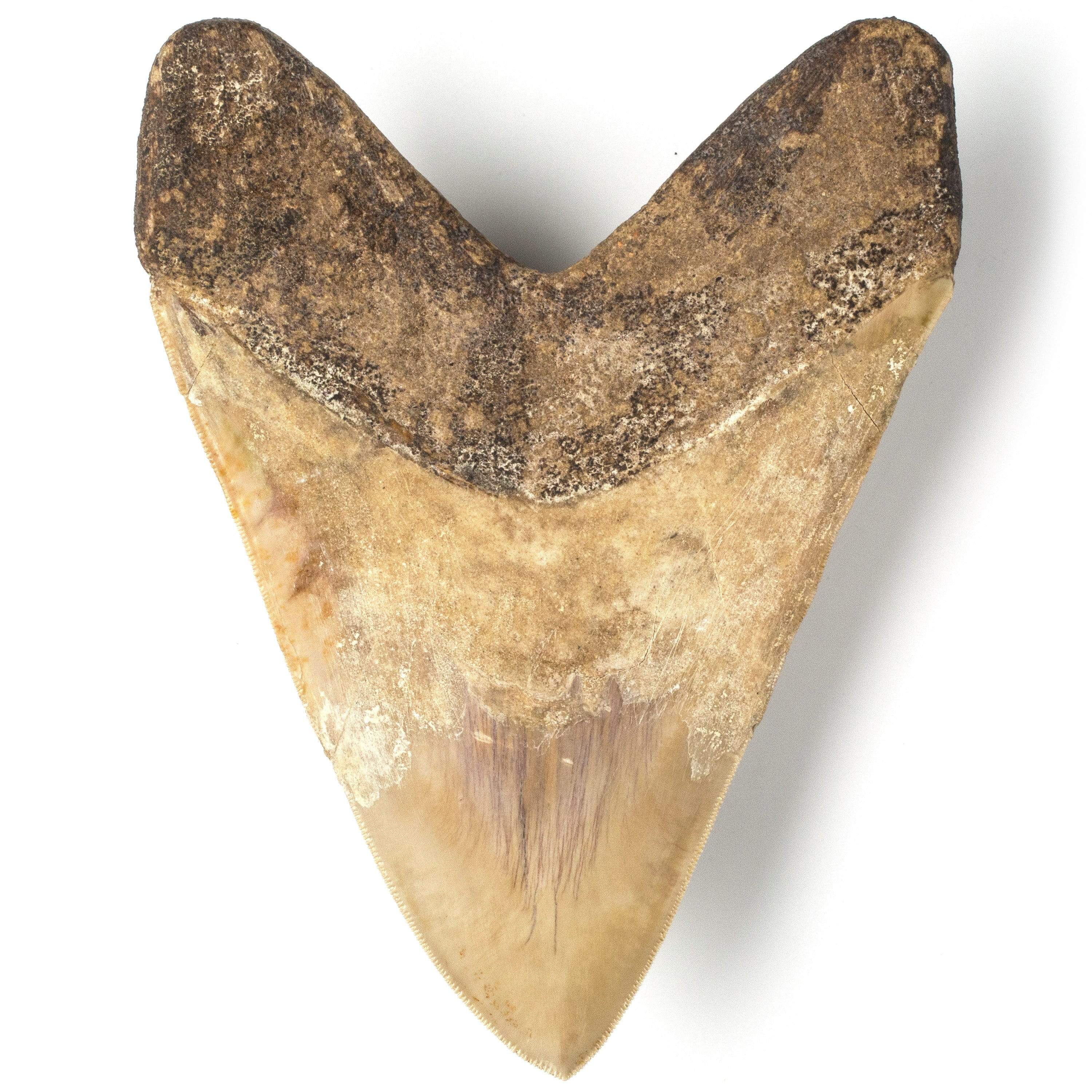 Kalifano Megalodon Teeth Natural Megalodon Tooth from Indonesia - 6.5" ST25000.002