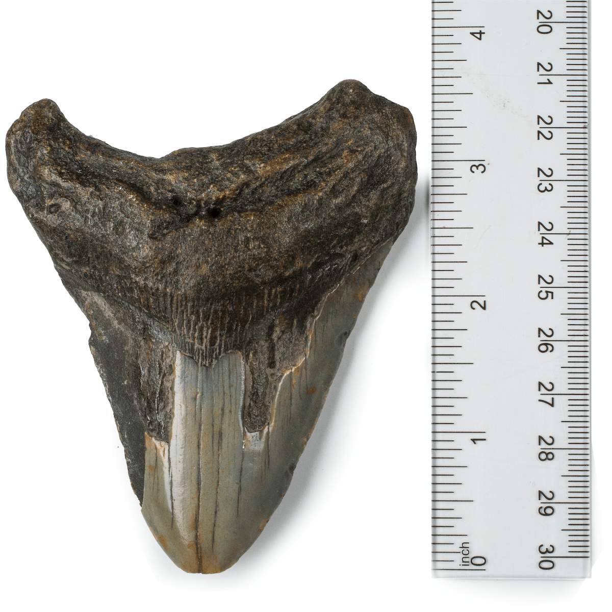 Kalifano Megalodon Teeth Natural Megalodon Tooth from South Carolina - 3.7" ST1200.026