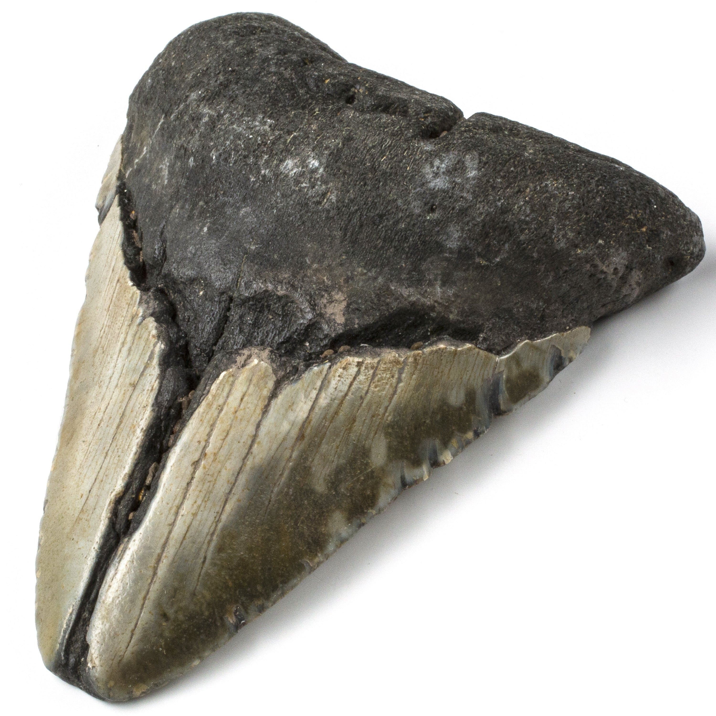 Kalifano Megalodon Teeth Natural Megalodon Tooth from South Carolina - 4.1" ST1600.010