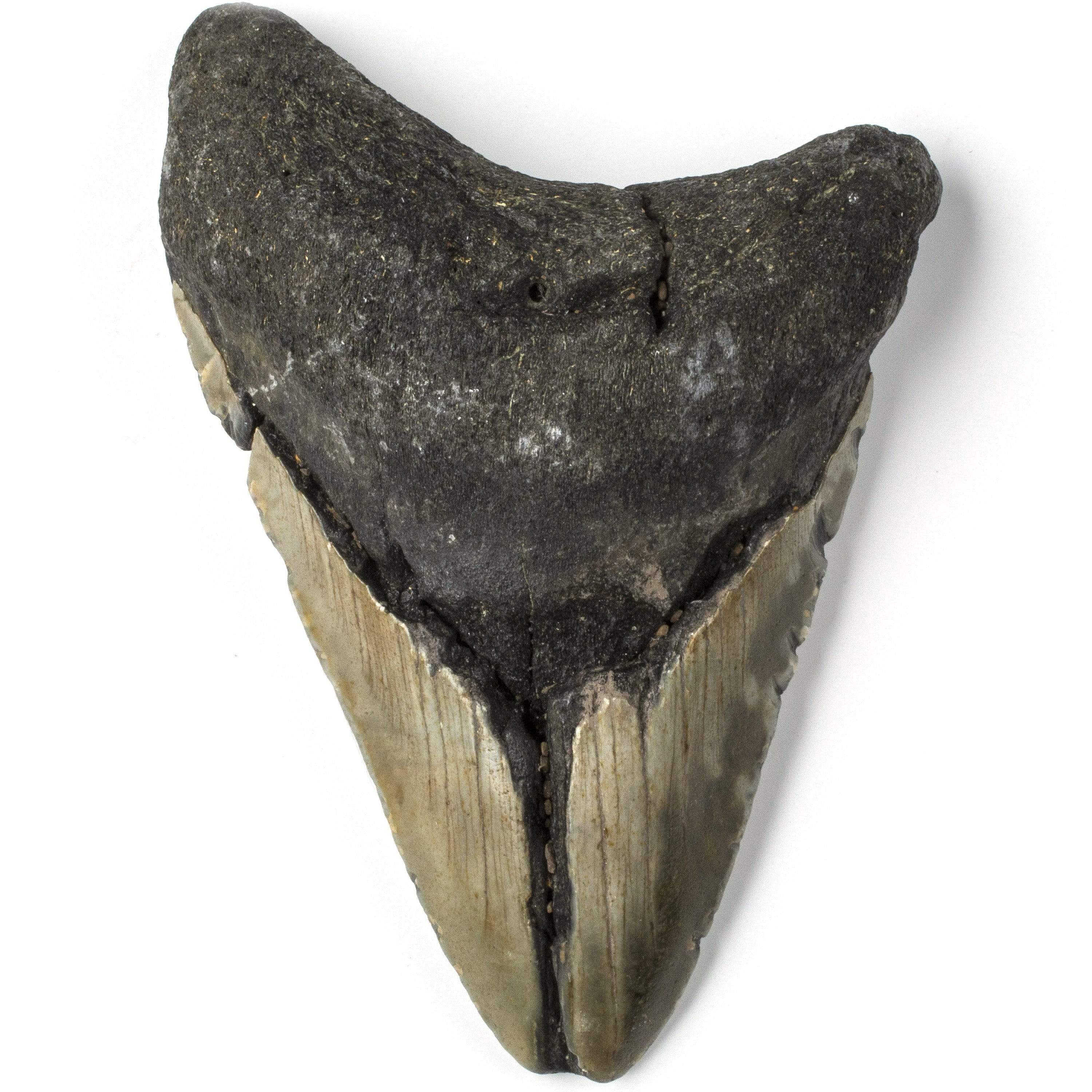 Kalifano Megalodon Teeth Natural Megalodon Tooth from South Carolina - 4.1" ST1600.010