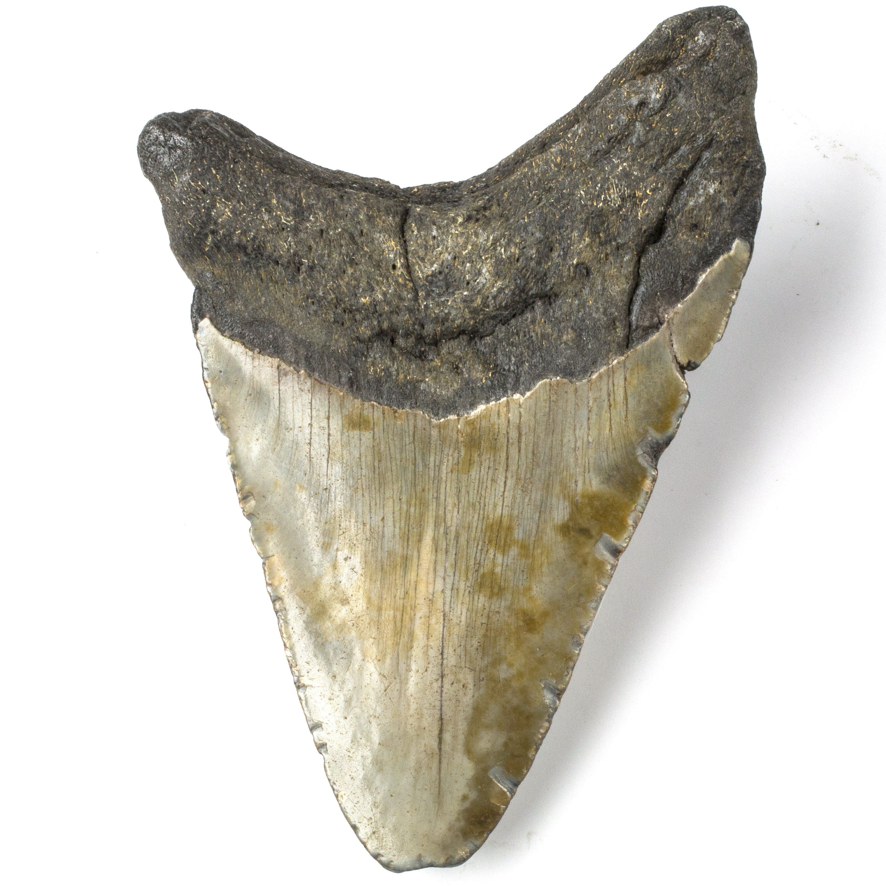 Kalifano Megalodon Teeth Natural Megalodon Tooth from South Carolina - 4.1" ST1600.010