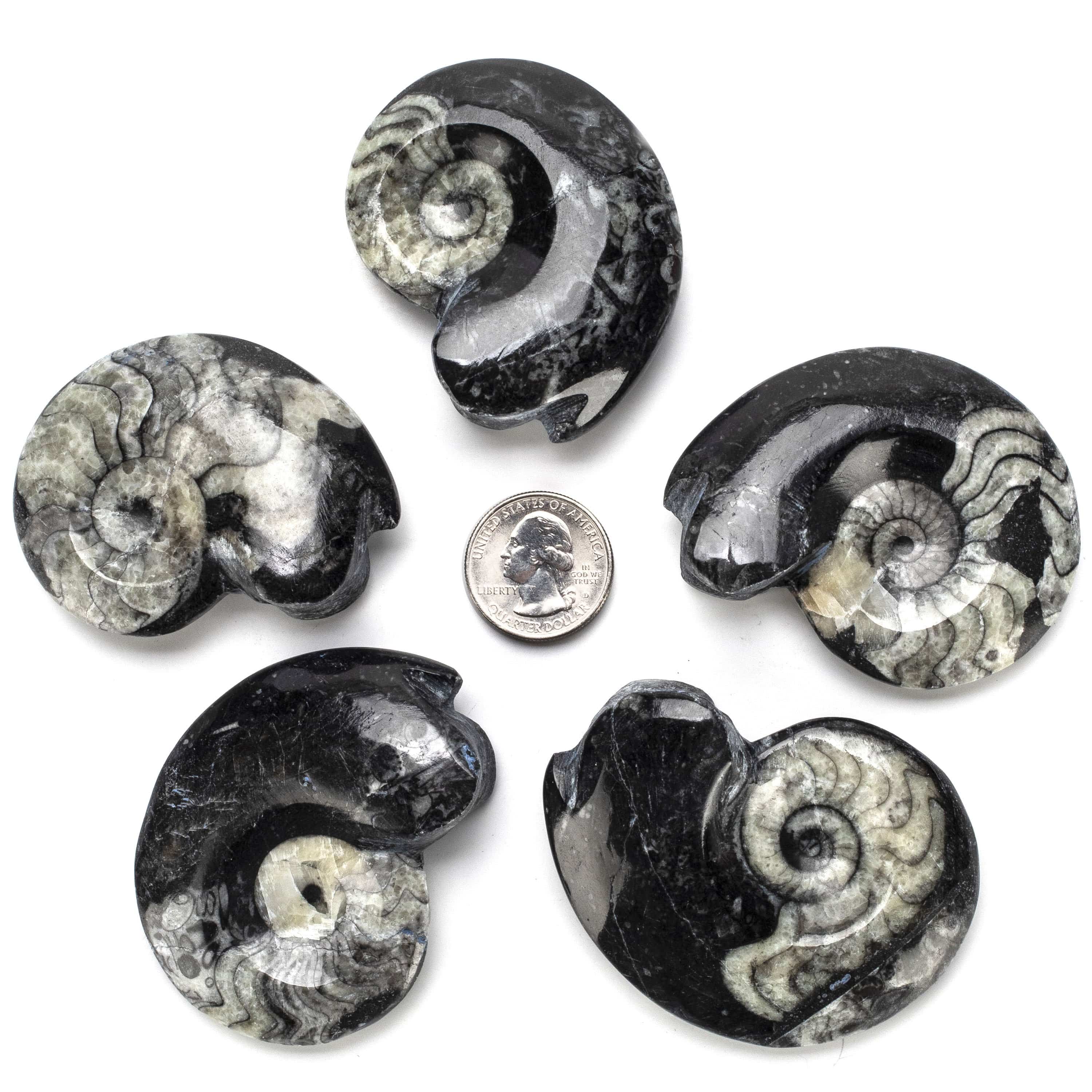 Kalifano Orthoceras Goniatite Orthoceras Ammonite Fossil AMG60