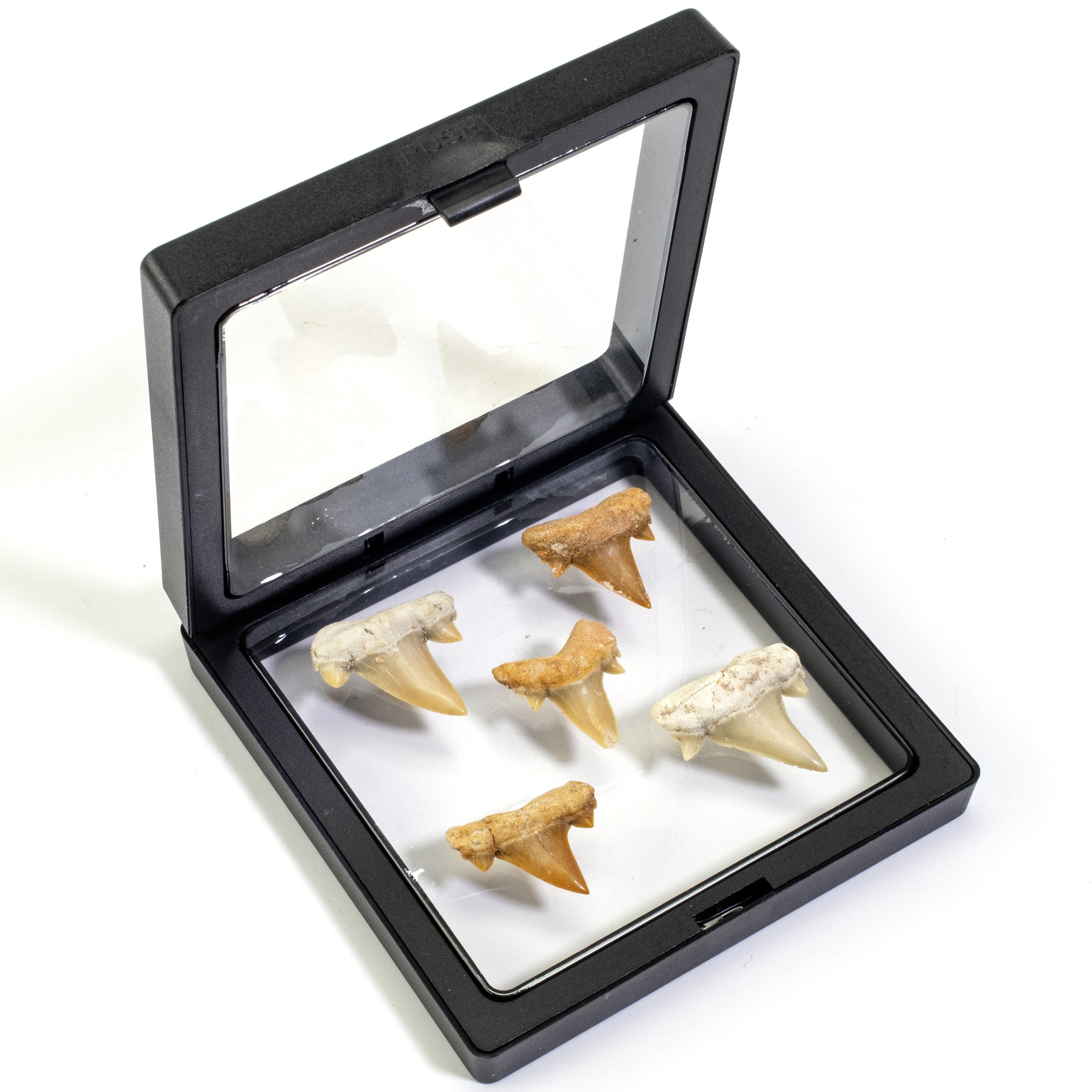 KALIFANO Shark Tooth Fossil (5 pcs) ST39