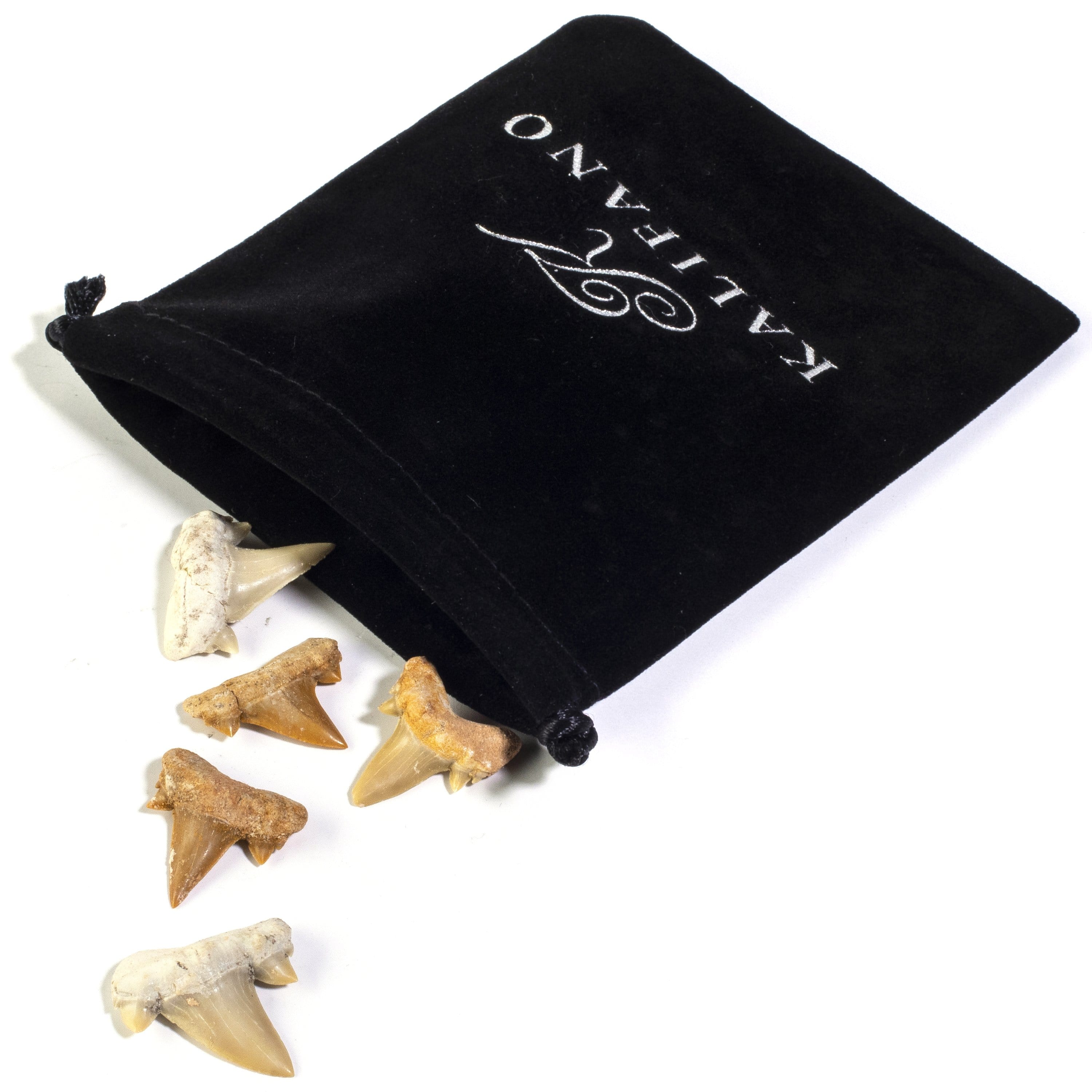 KALIFANO Shark Tooth Fossil (5 pcs) ST39