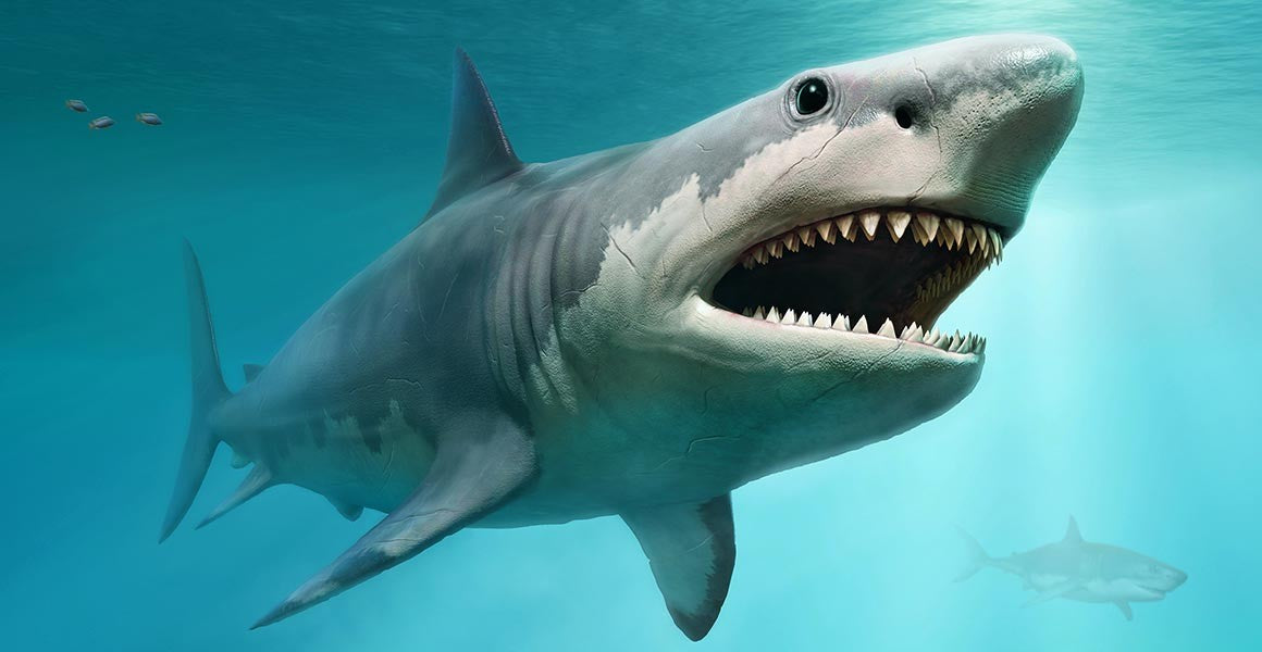 All About the Megalodon Shark