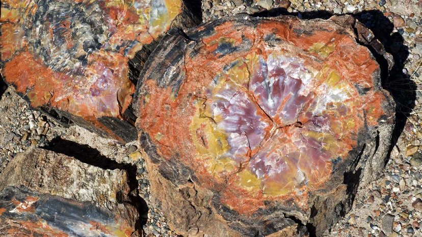 How is Petrified Wood Formed?