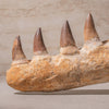 Mosasaurus Jaws