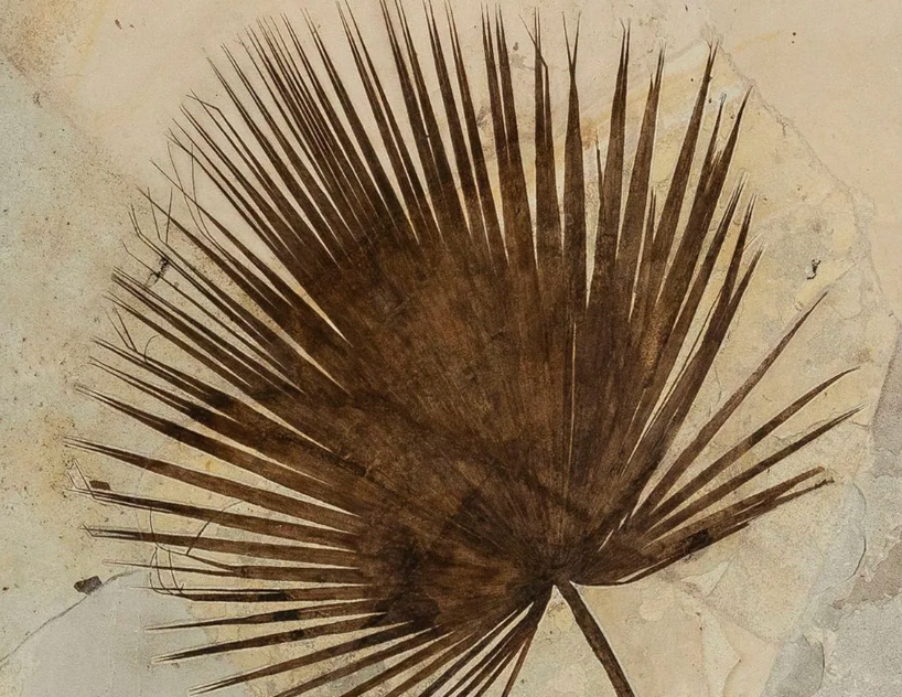Museum Grade Fossils