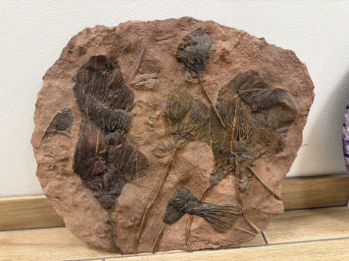 23" Natural Moroccan Crinoid Fossil
