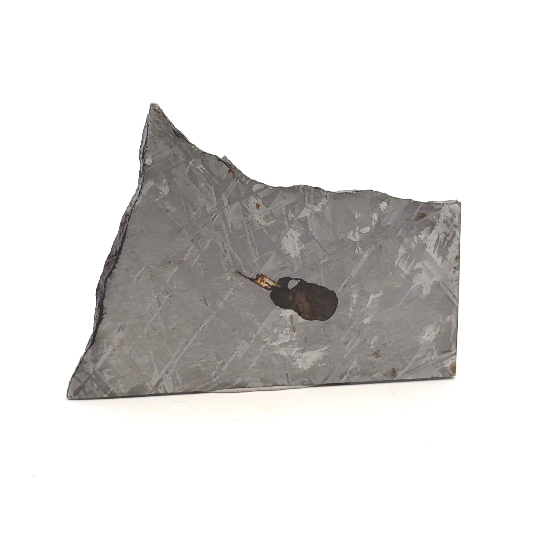 Gibeon Iron Meteorite Slice from Namibia 3" / 88 grams