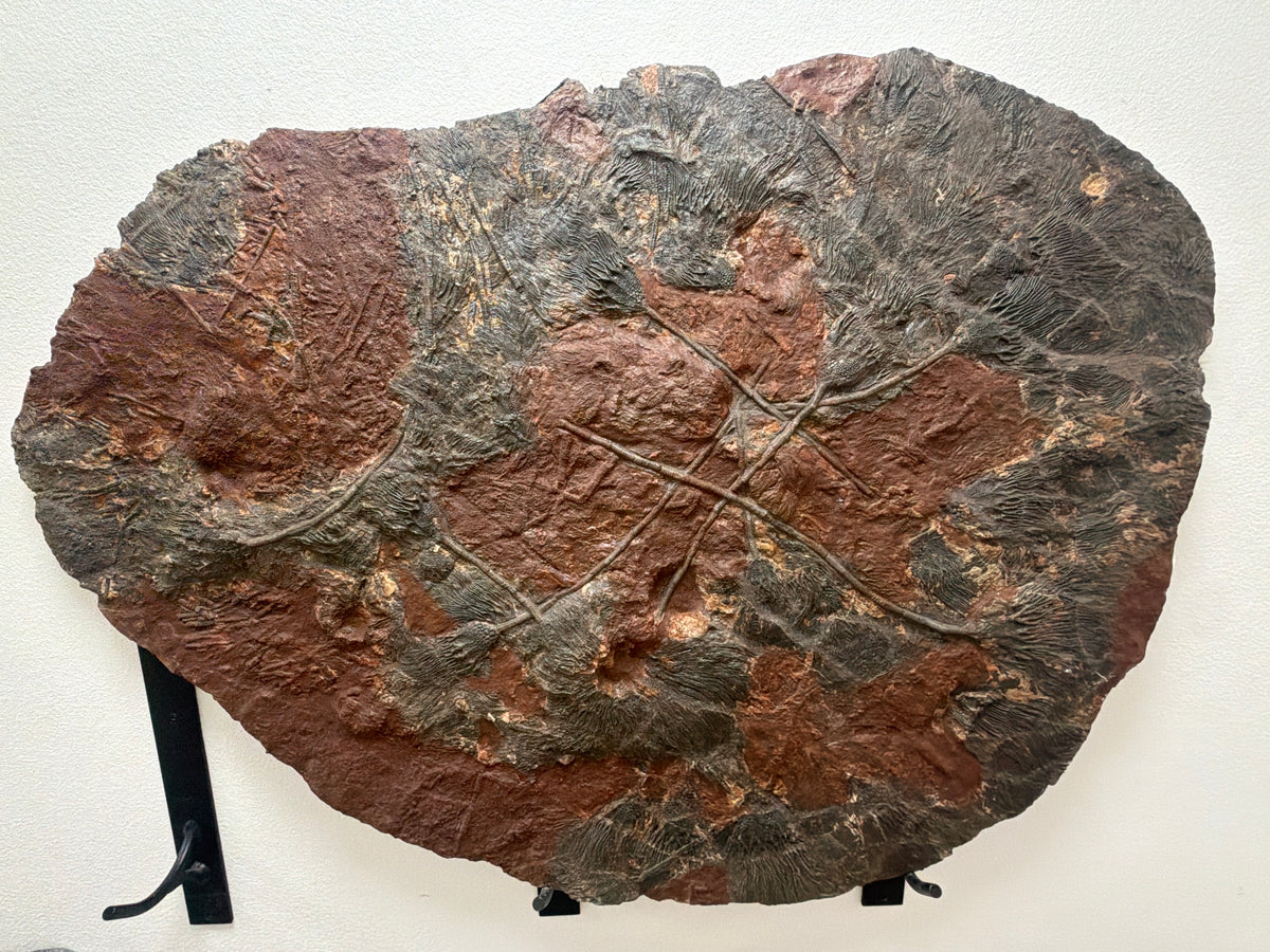 46.5" Natural Moroccan Crinoid Fossil