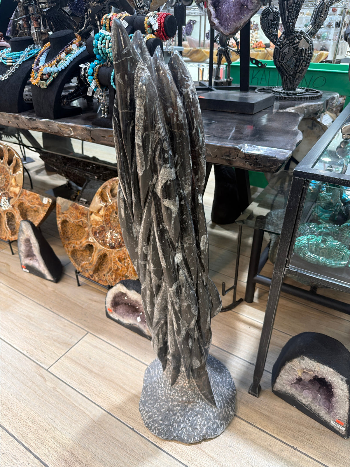 41.5" Moroccan Ammonite & Orthoceras Fossil