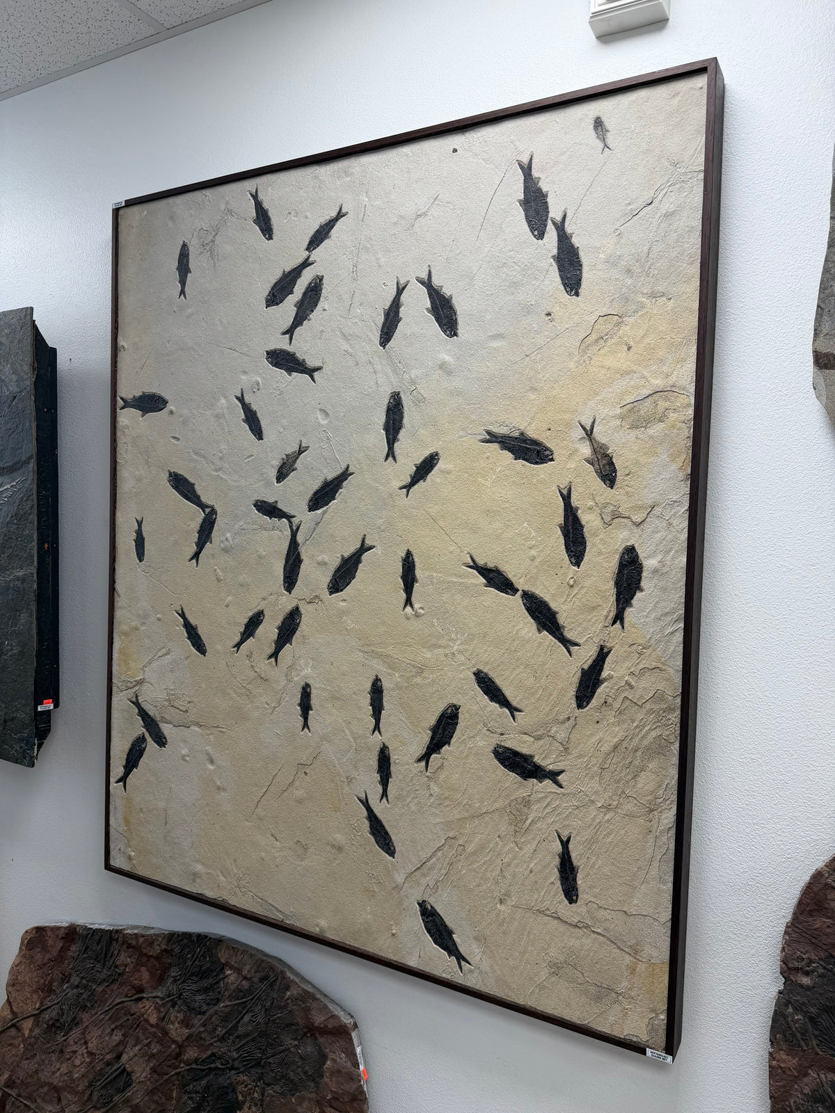 47" Green River Mortality Fossil Mural
