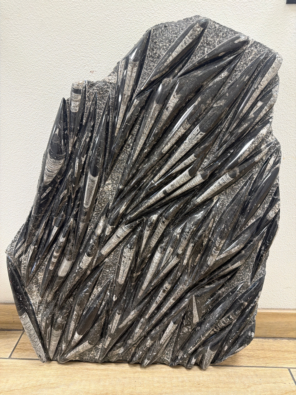 35.5" Moroccan Ammonite & Orthoceras Fossil