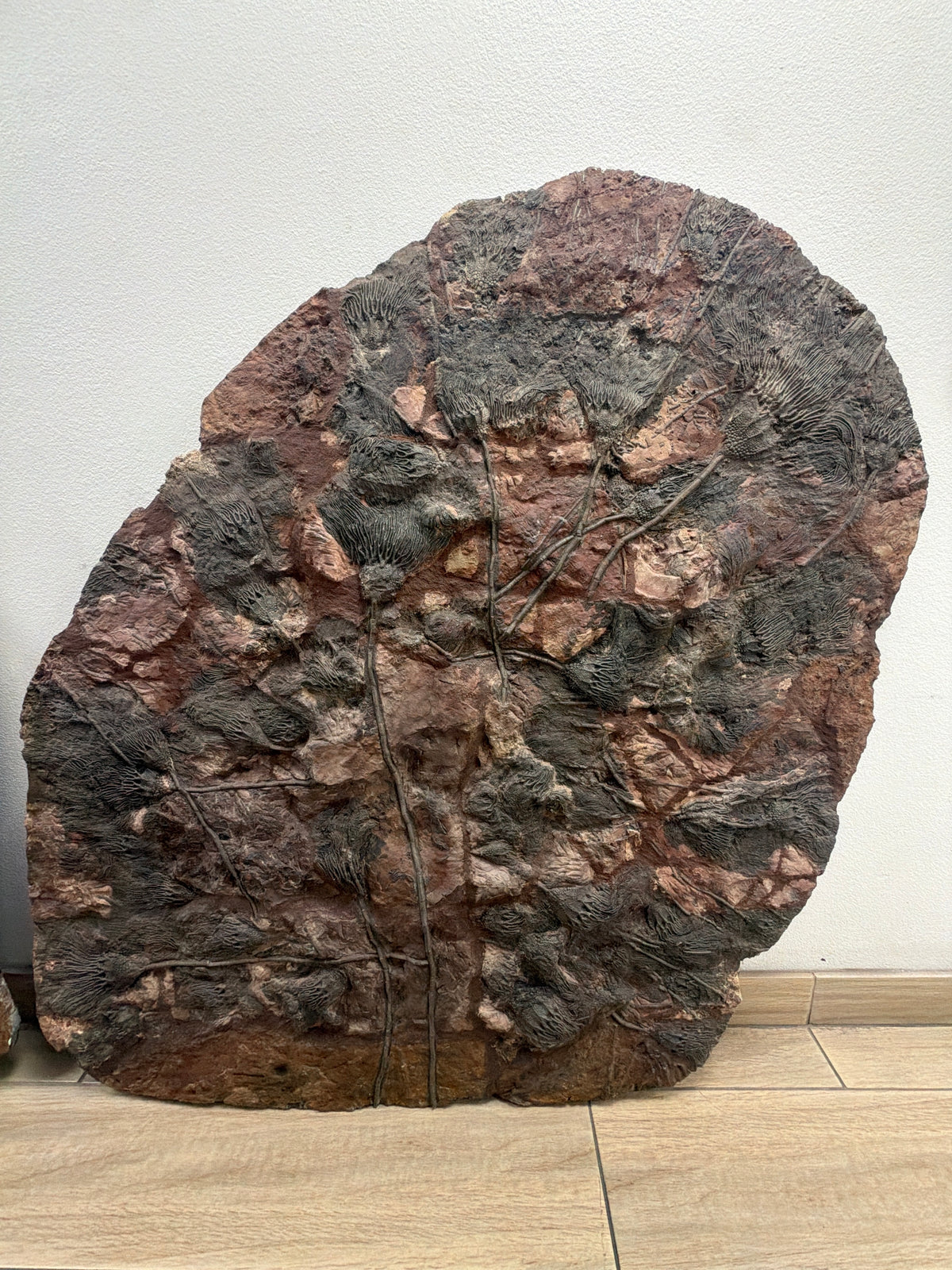 50" Natural Moroccan Crinoid Fossil