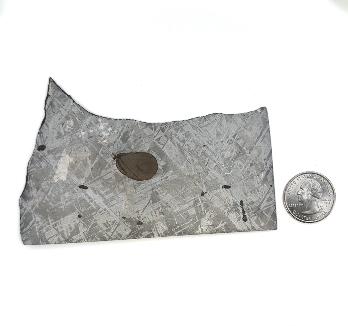 Gibeon Iron Meteorite Slice from Namibia 4.75" / 131 grams