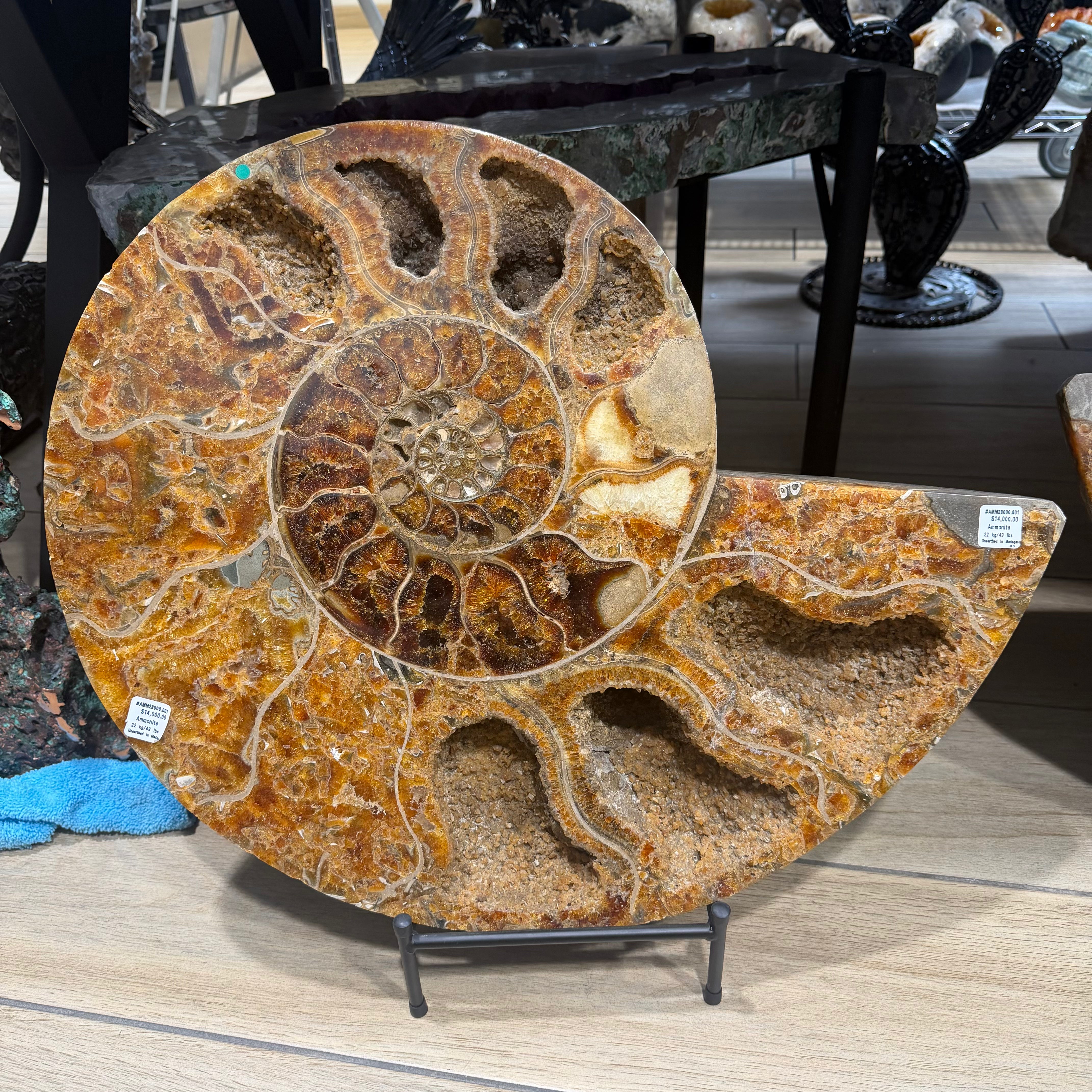 Ammonite Fossil From Madagascar - 24 in / 49 lbs