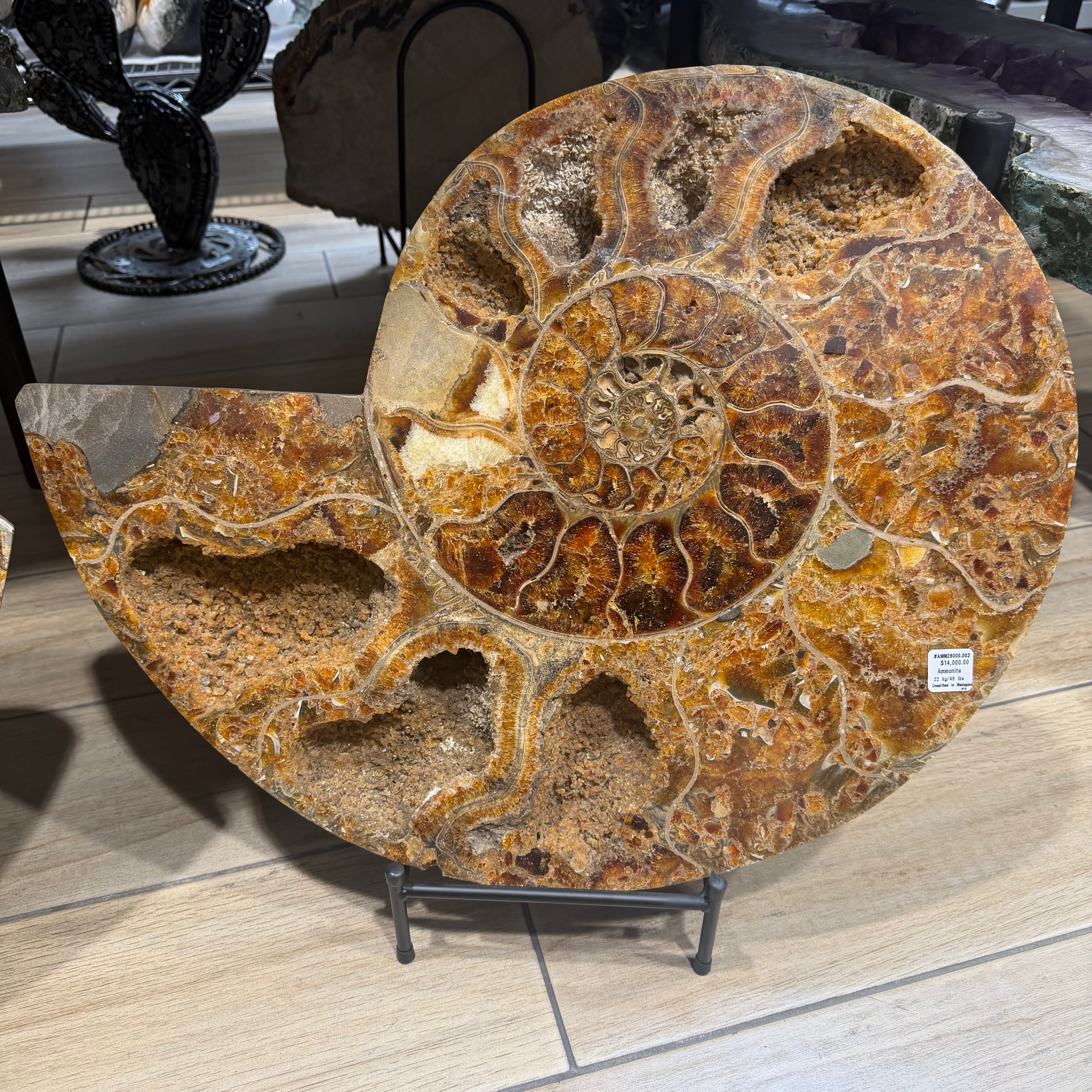 Ammonite Fossil From Madagascar - 24 in / 49 lbs