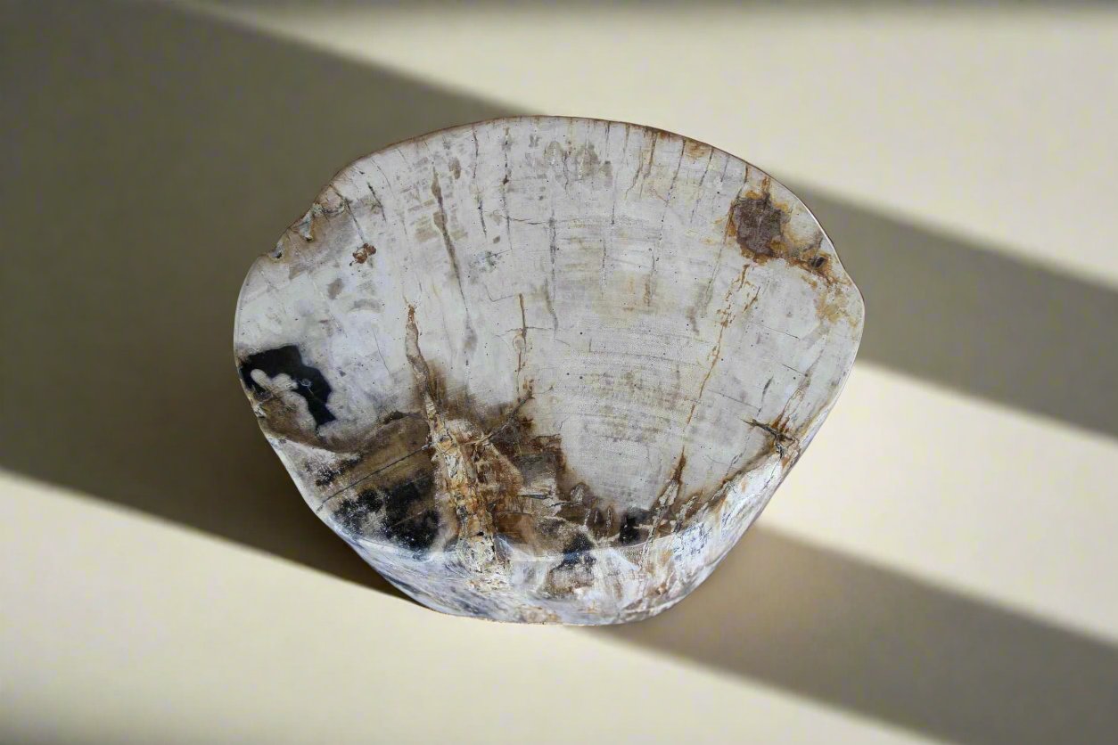 Petrified Wood Round Stump 17" / 196 lbs