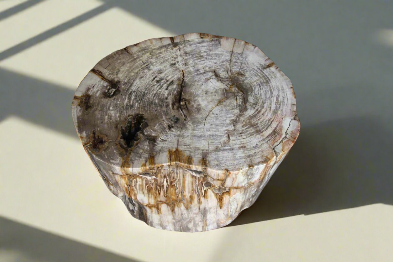 Petrified Wood Round Stump 20" / 416 lbs