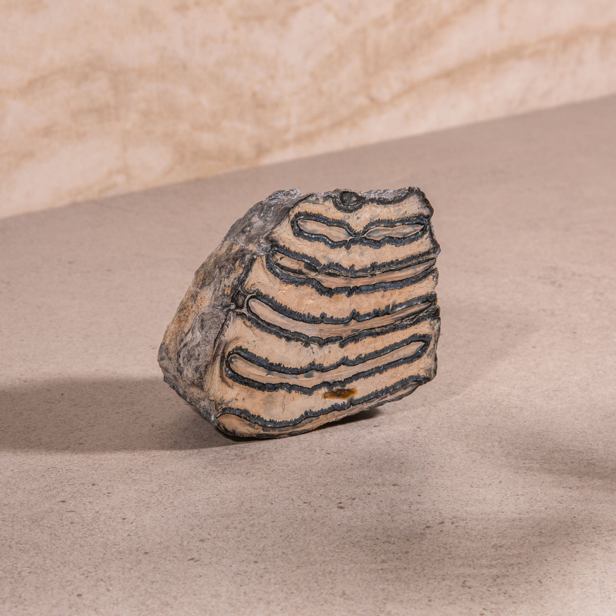 Colombian Mammoth Molar Fossil - 3.5"