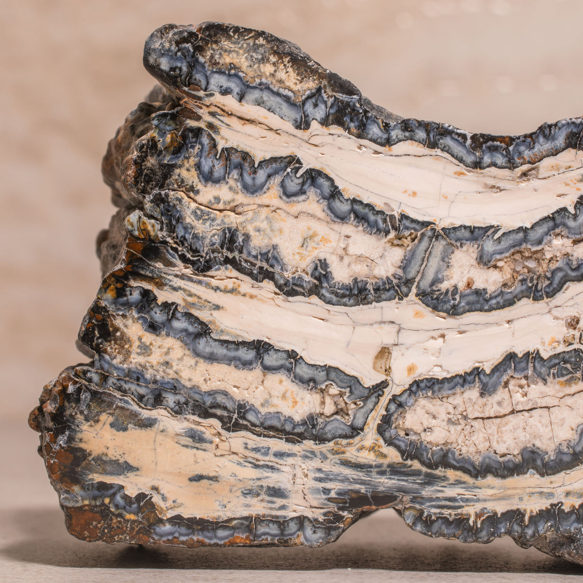 Colombian Mammoth Molar Fossil - 3.5"
