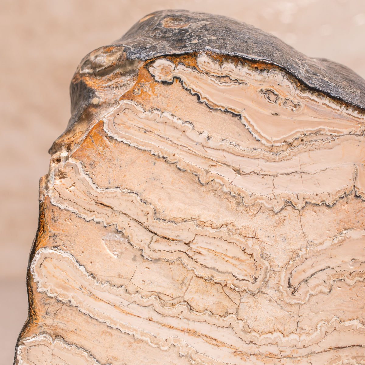 Colombian Mammoth Molar Fossil - 3.25"