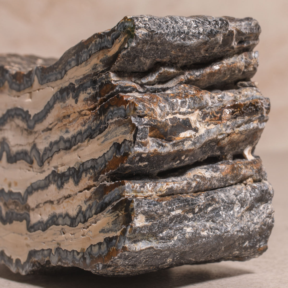 Colombian Mammoth Molar Fossil - 4"